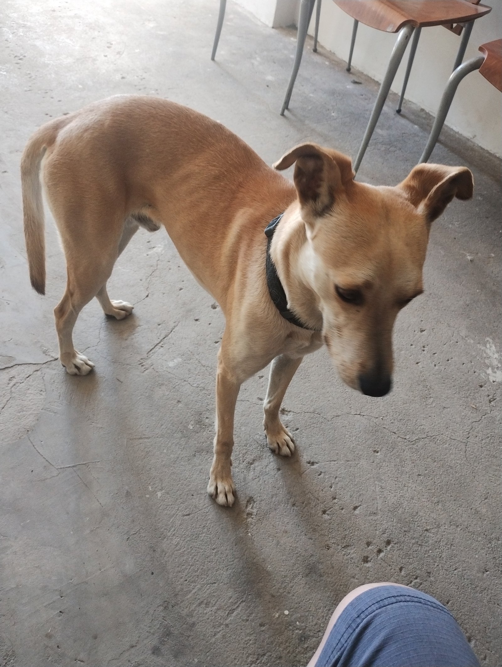 Foto de Scooby con microchip 990000014164925