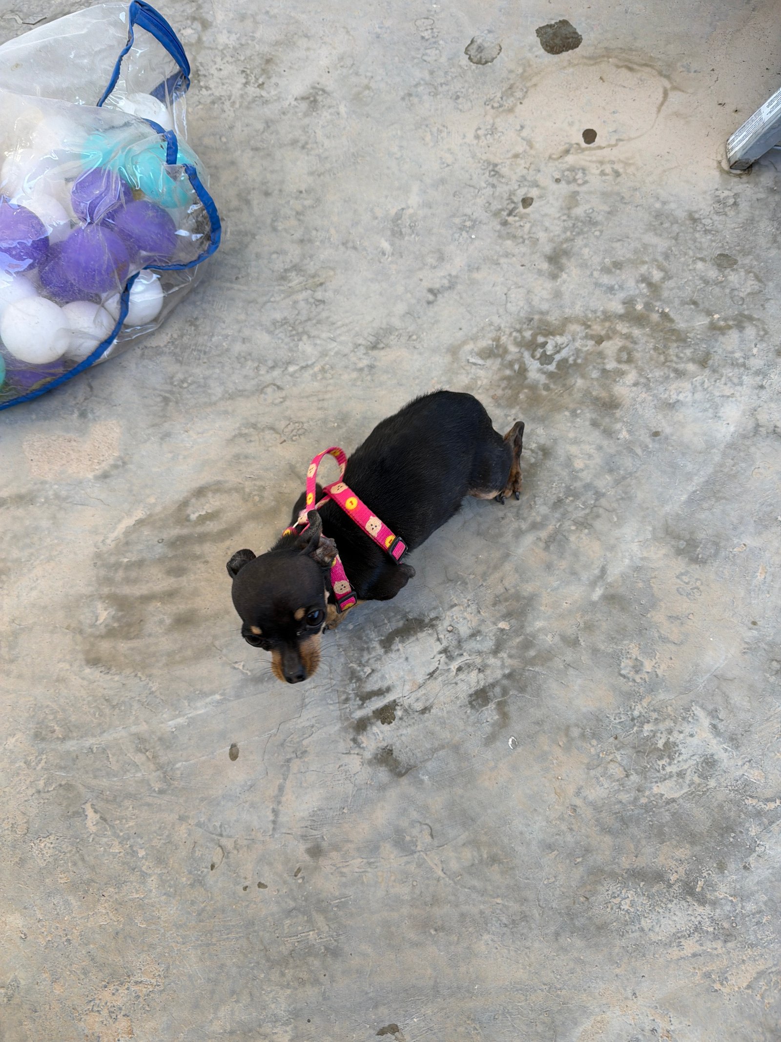 Foto de Deysy con microchip 990000014163453