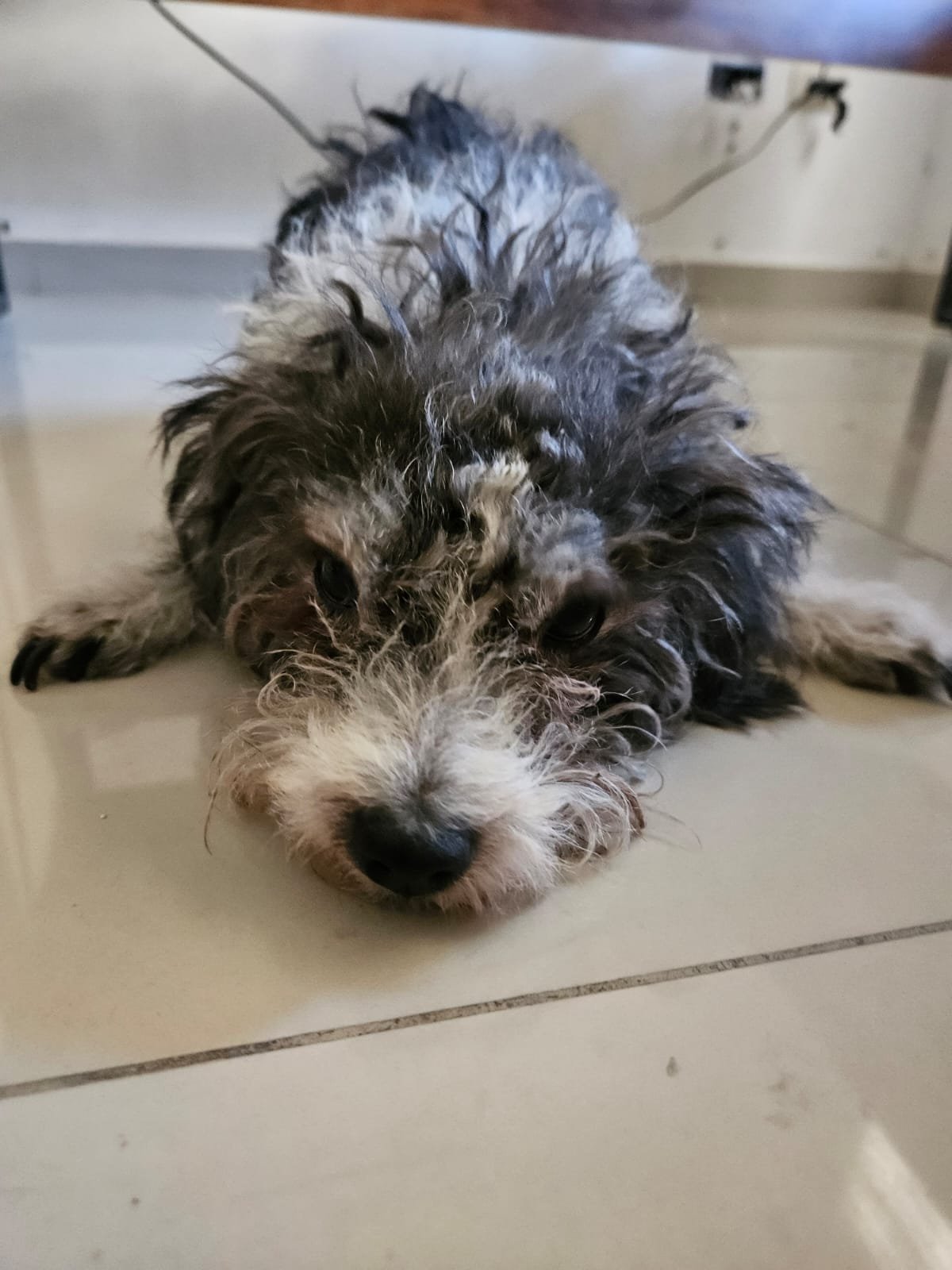 Foto de Tencha con microchip 990000014777640