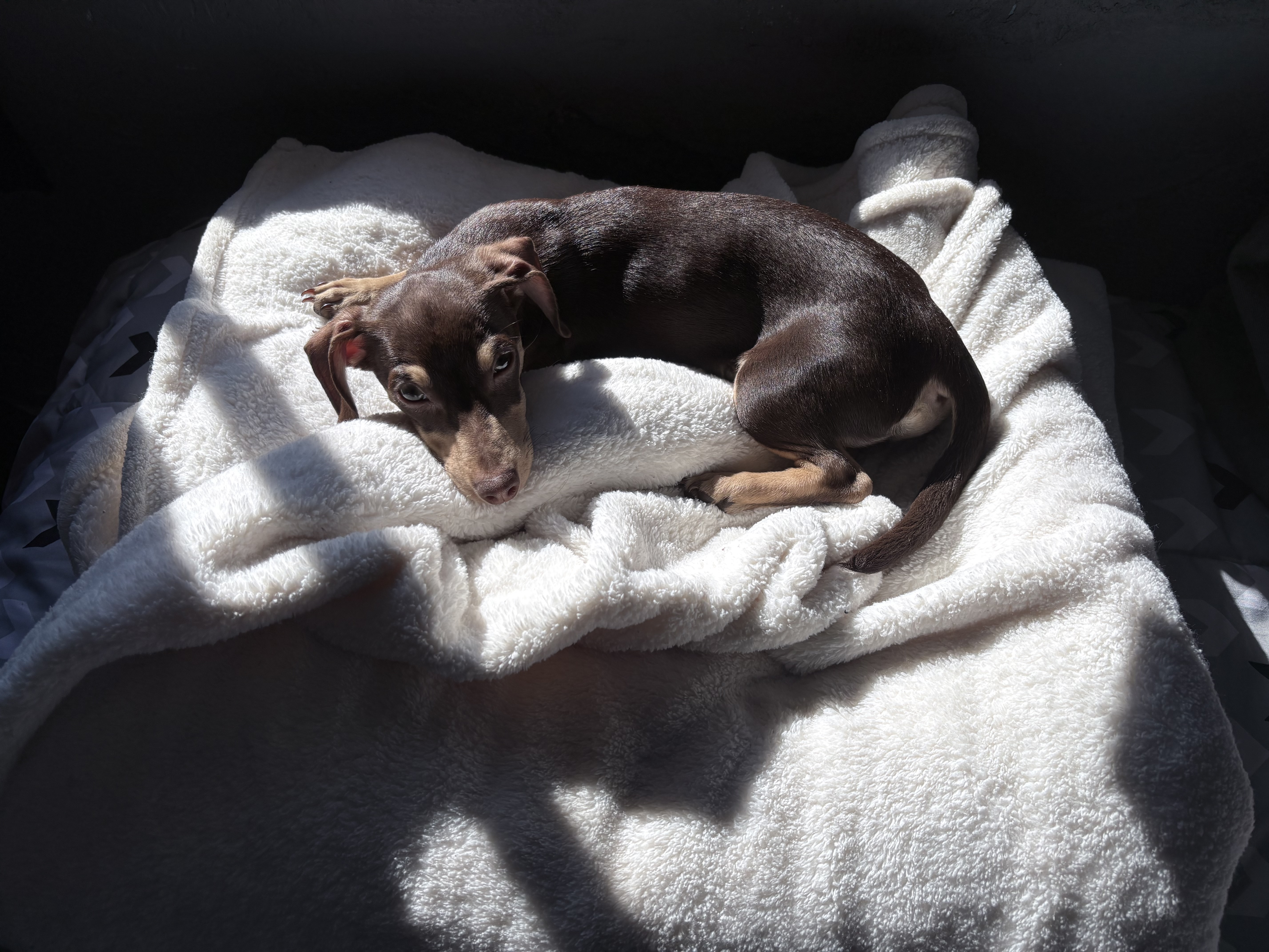 Foto de Oliver con microchip 990000012838671