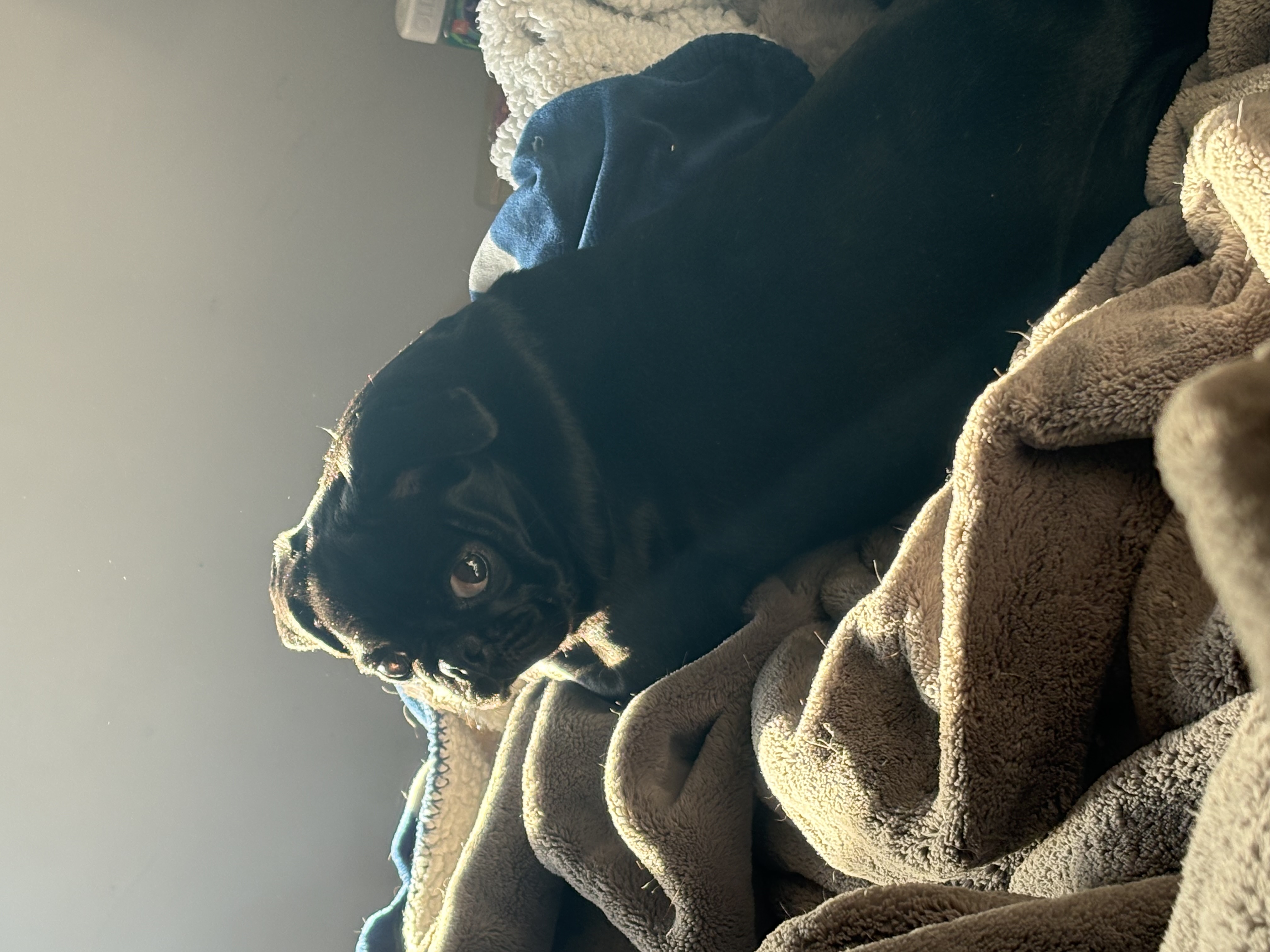Foto de Barbara Tinoco con microchip 990000014772075