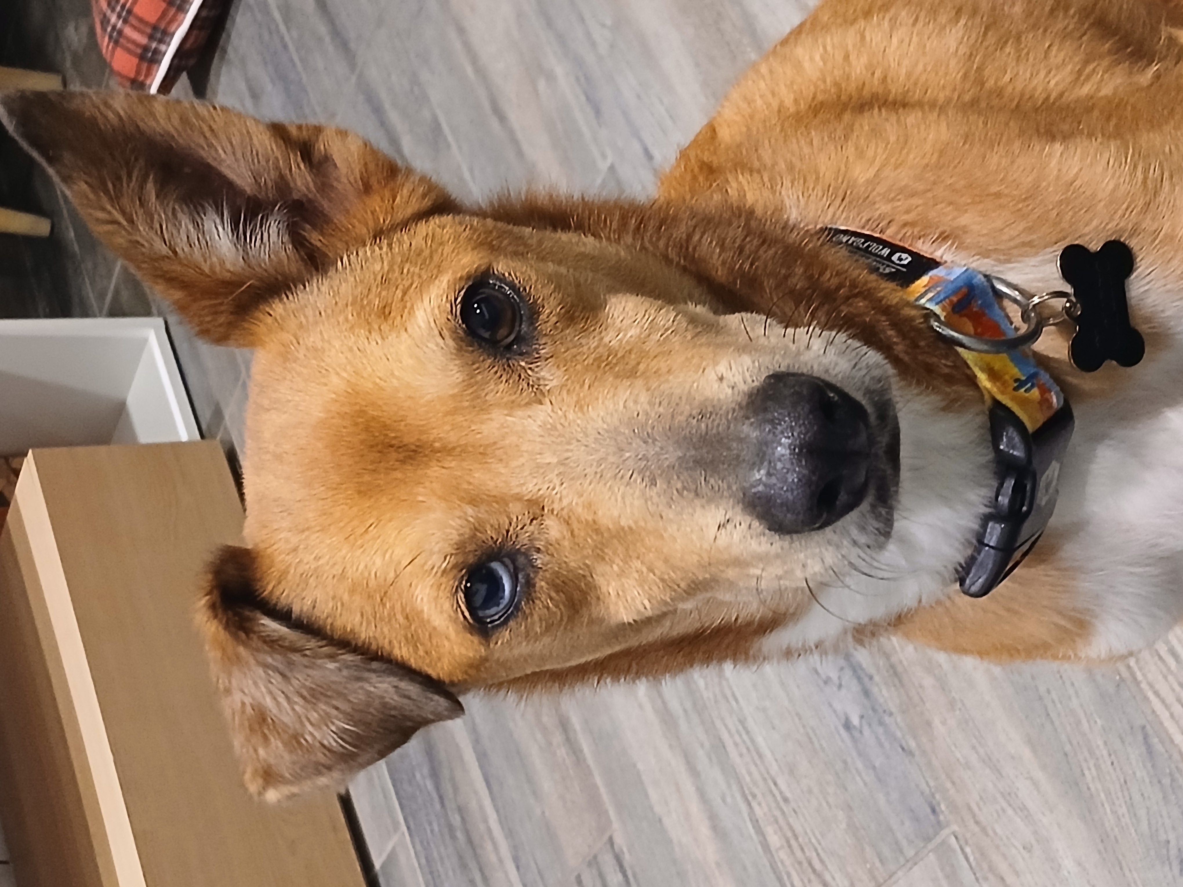 Foto de Churro con microchip 990000012833085