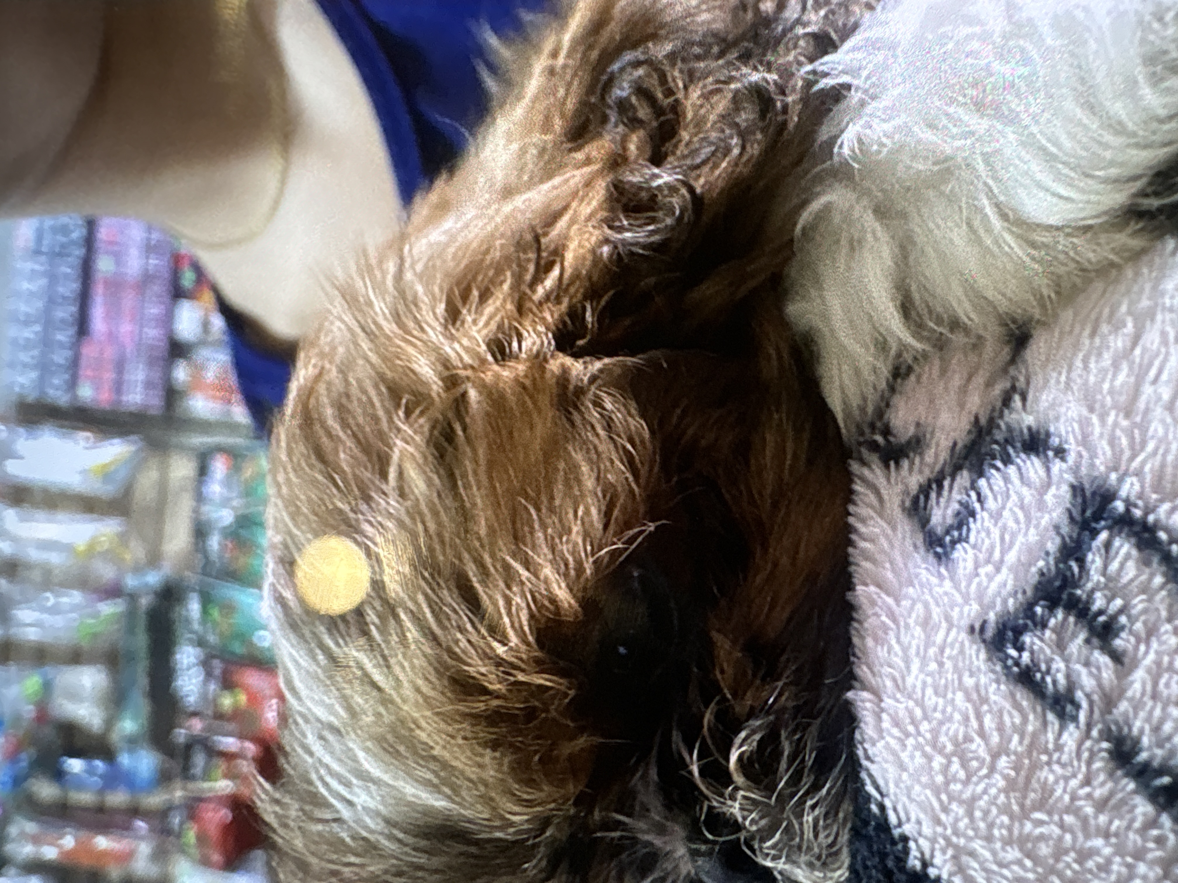 Foto de Coco velazquez con microchip 990000012826270