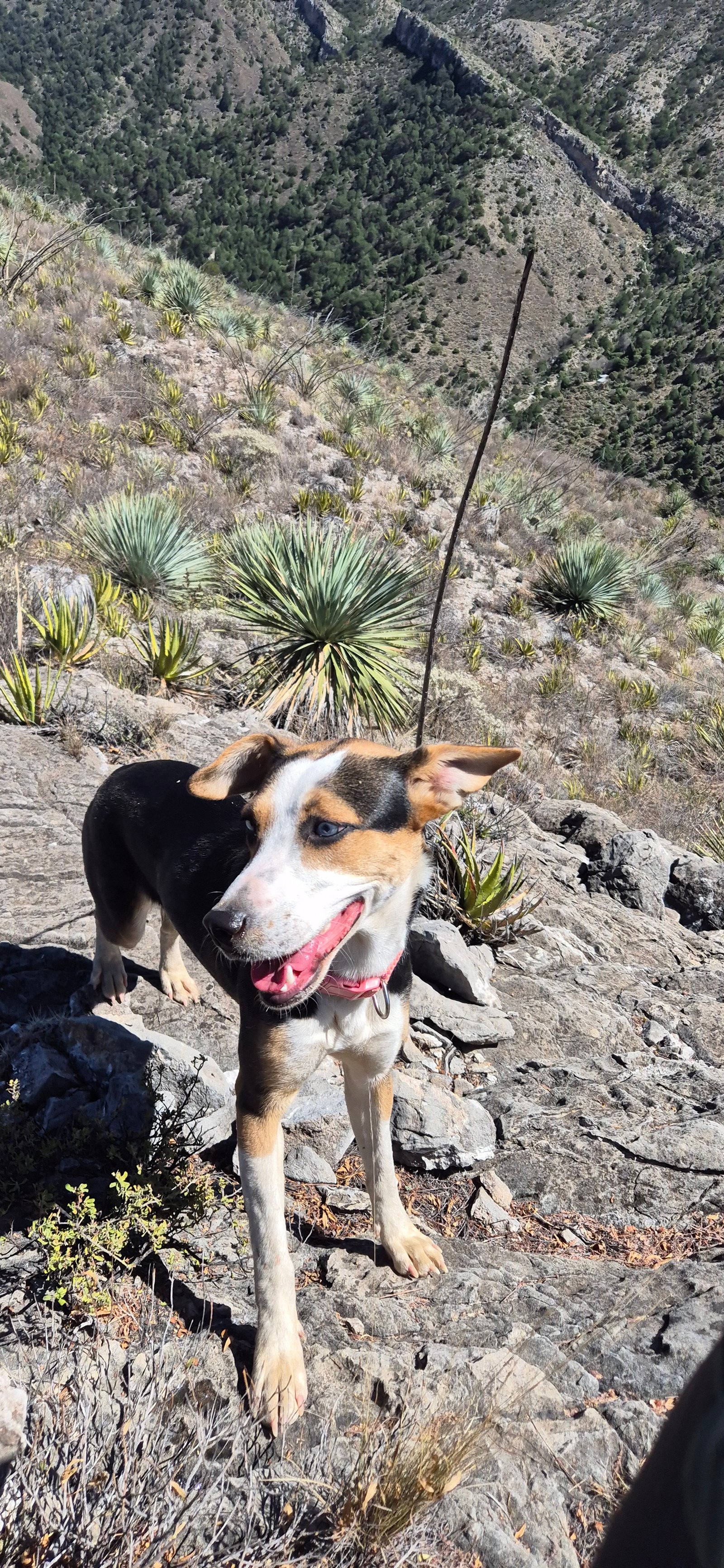 Foto de Mora con microchip 990000012841767