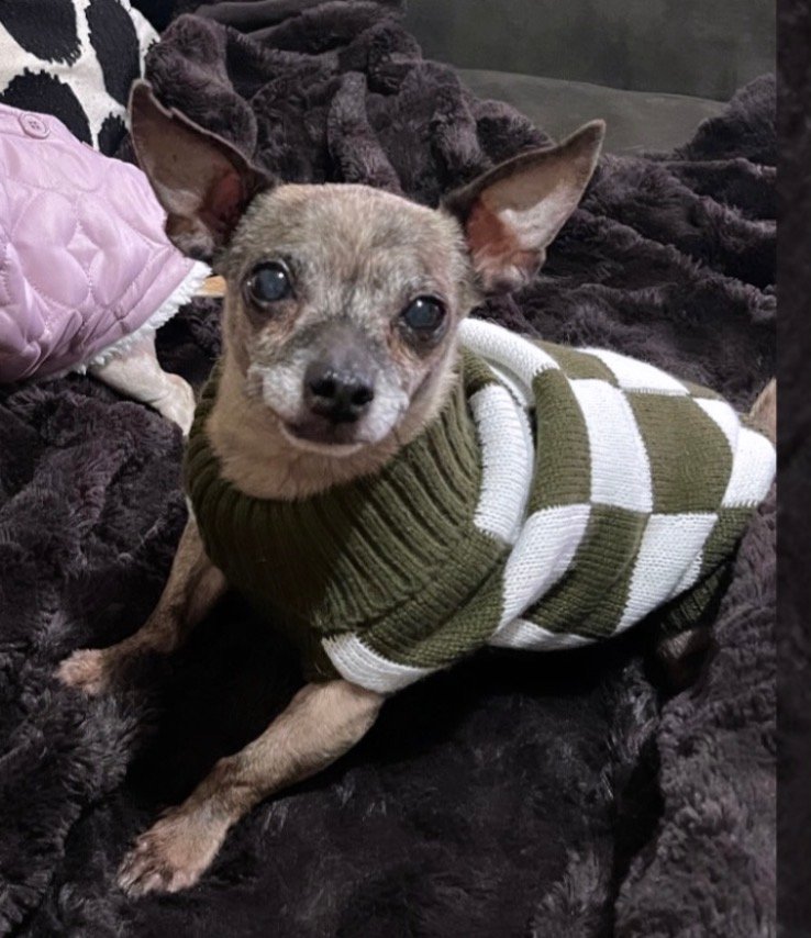 Foto de Paco con microchip 990000014163998