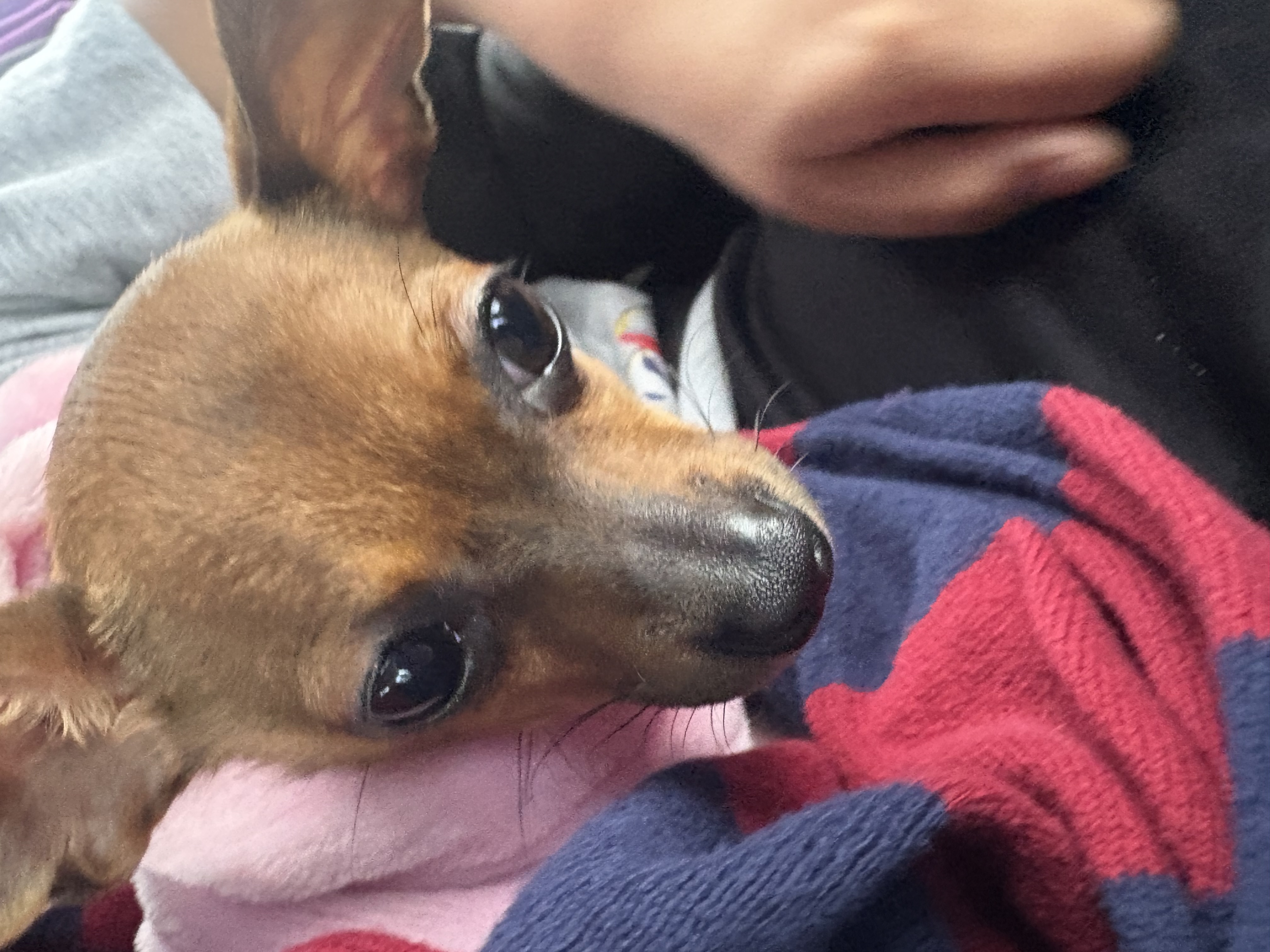 Foto de Luna con microchip 990000012821379