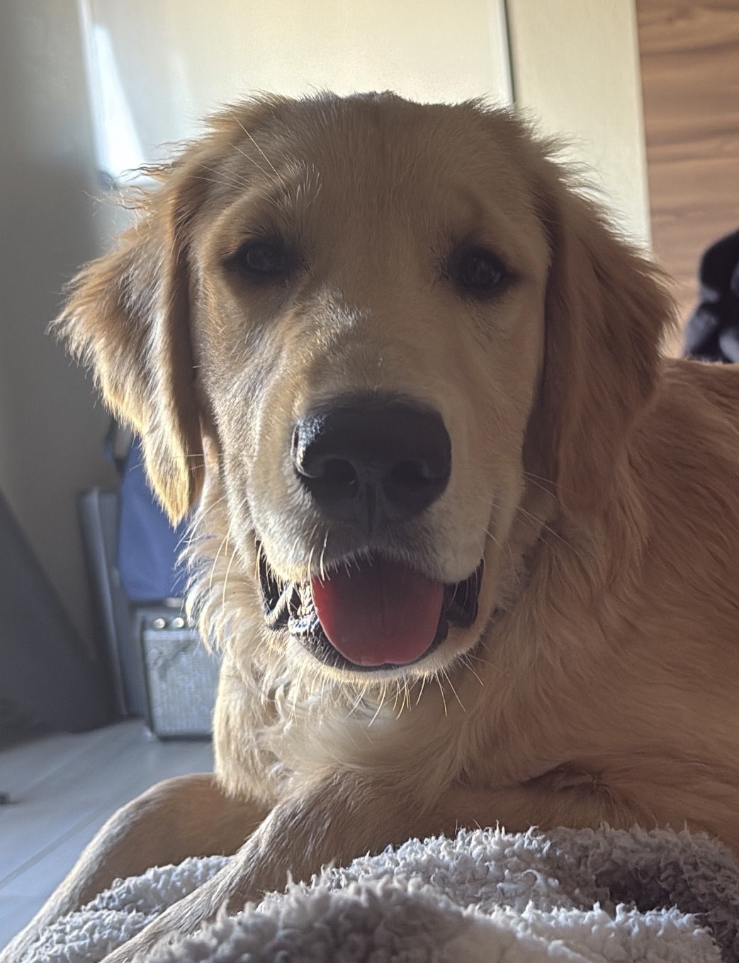 Foto de Toby con microchip 990000012849505