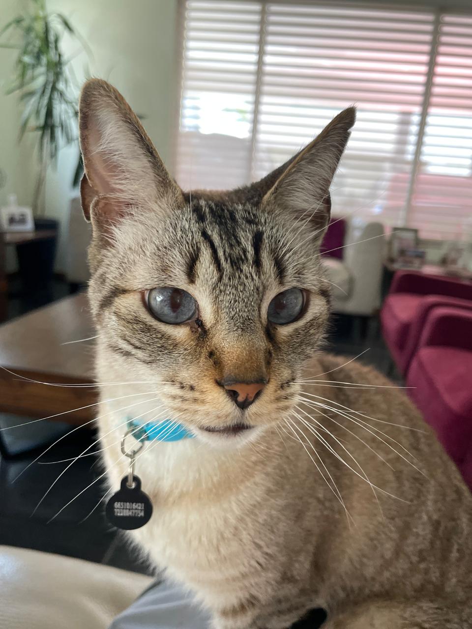 Foto de Olaf con microchip 990000012836125