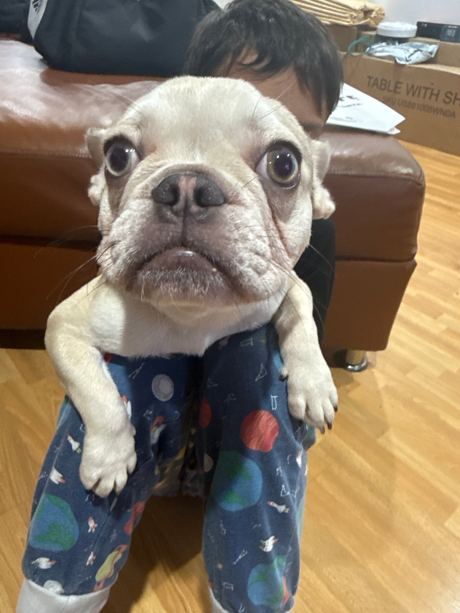 Foto de Bimba con microchip 990000014775689