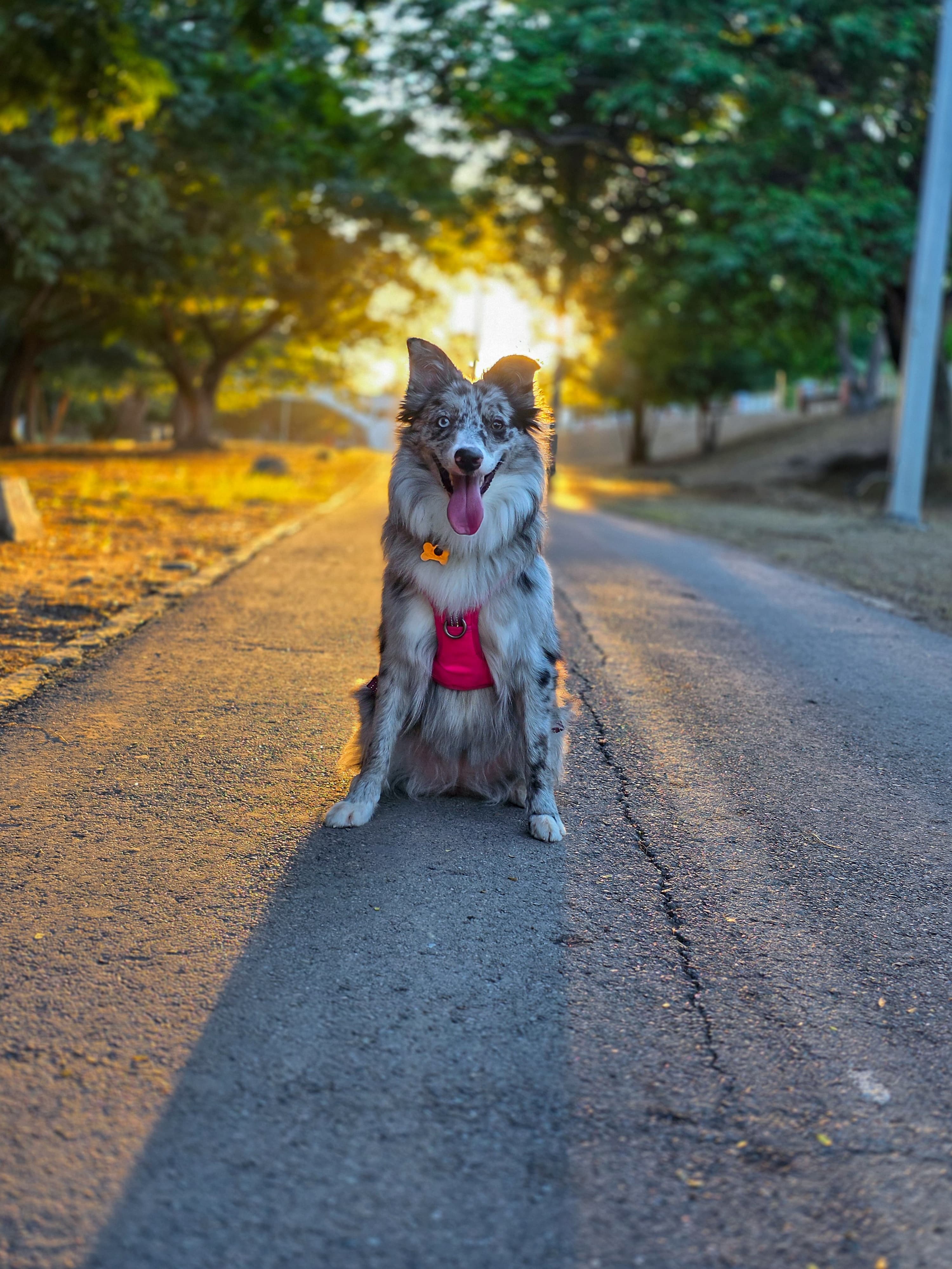 Foto de Bella con microchip 990000012847314