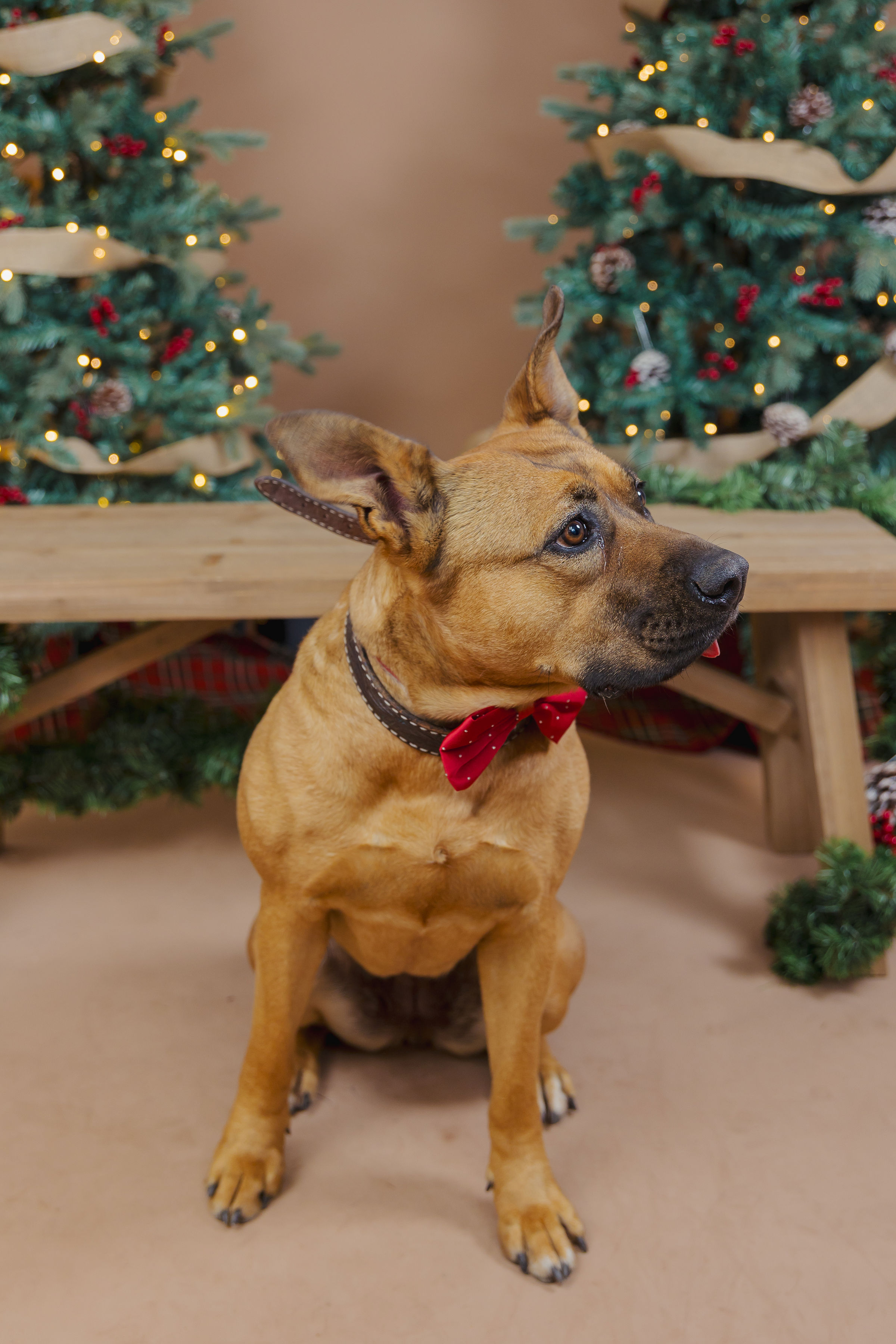 Foto de Gigi con microchip 990000014539790