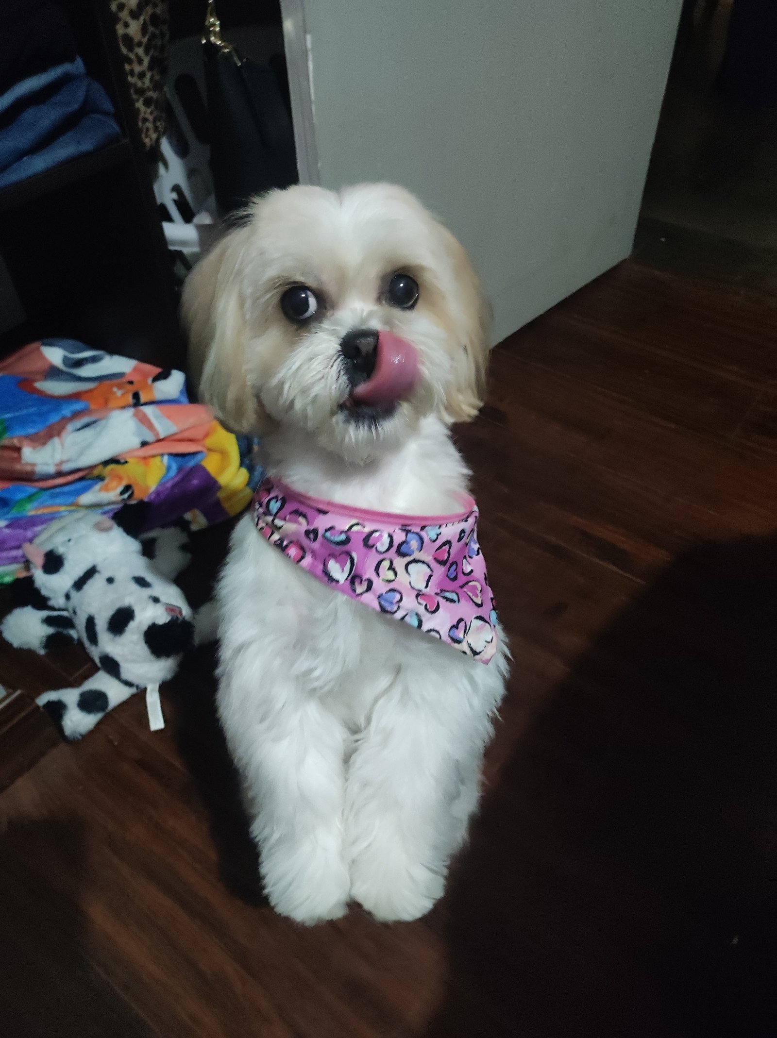 Foto de Jessy con microchip 990000014774844