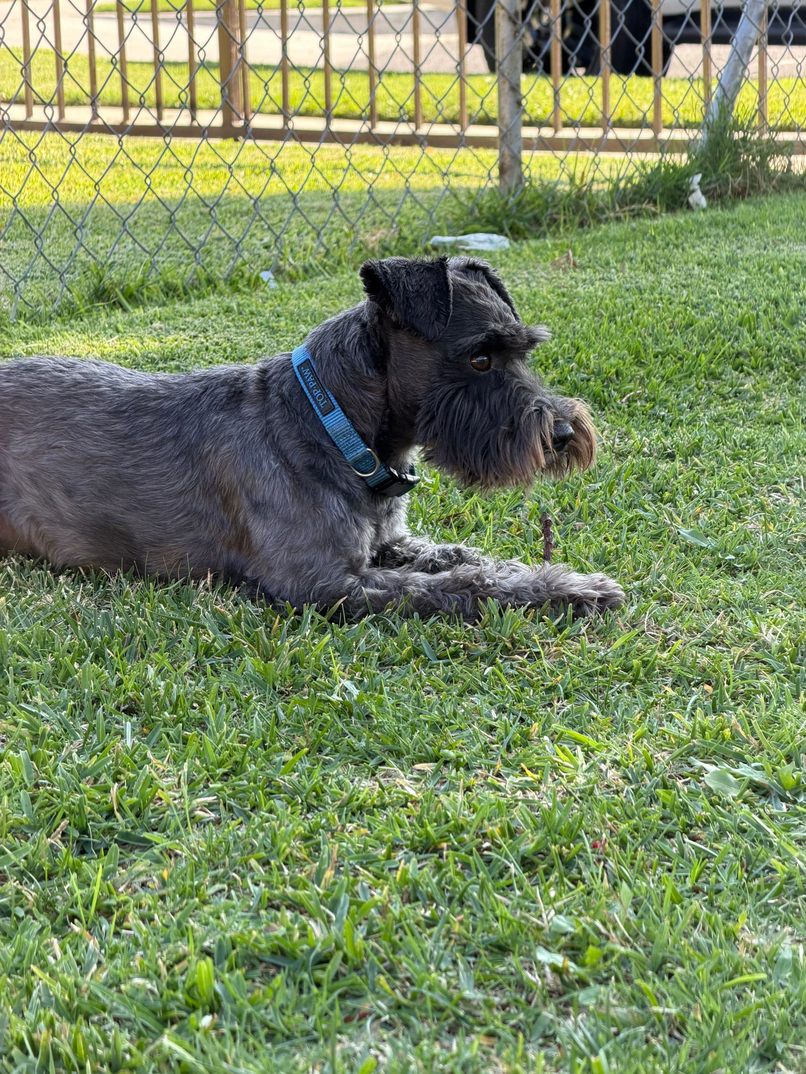 Foto de Eazy con microchip 990000014773823