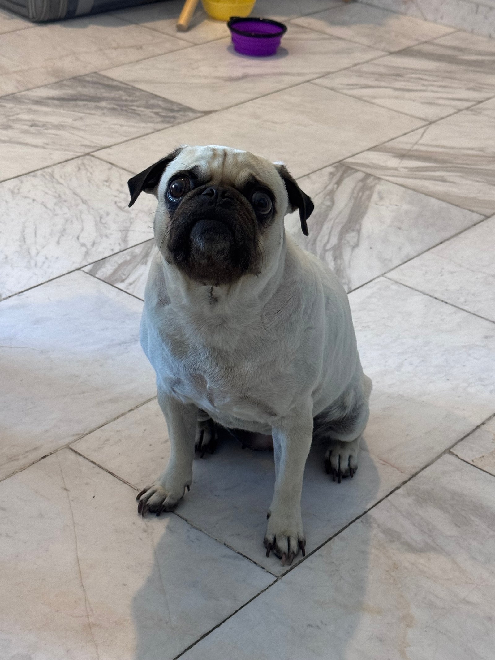 Foto de Polanka con microchip 990000014773819