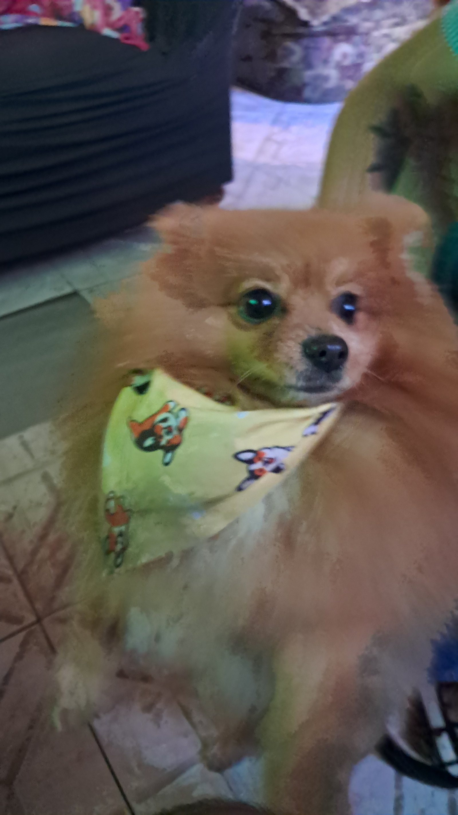 Foto de Browny con microchip 990000014777171