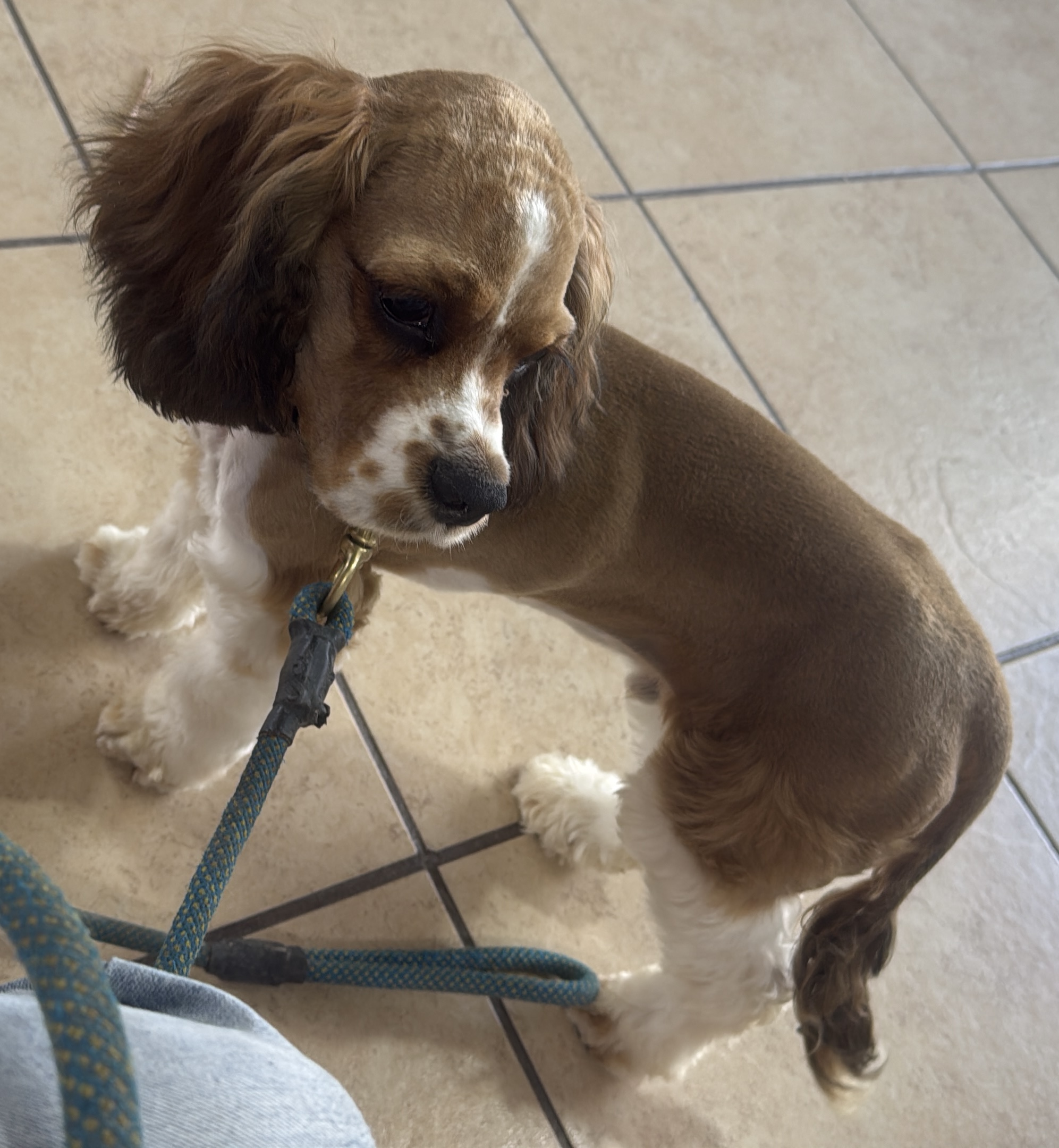 Foto de Lucky con microchip 990000014537430