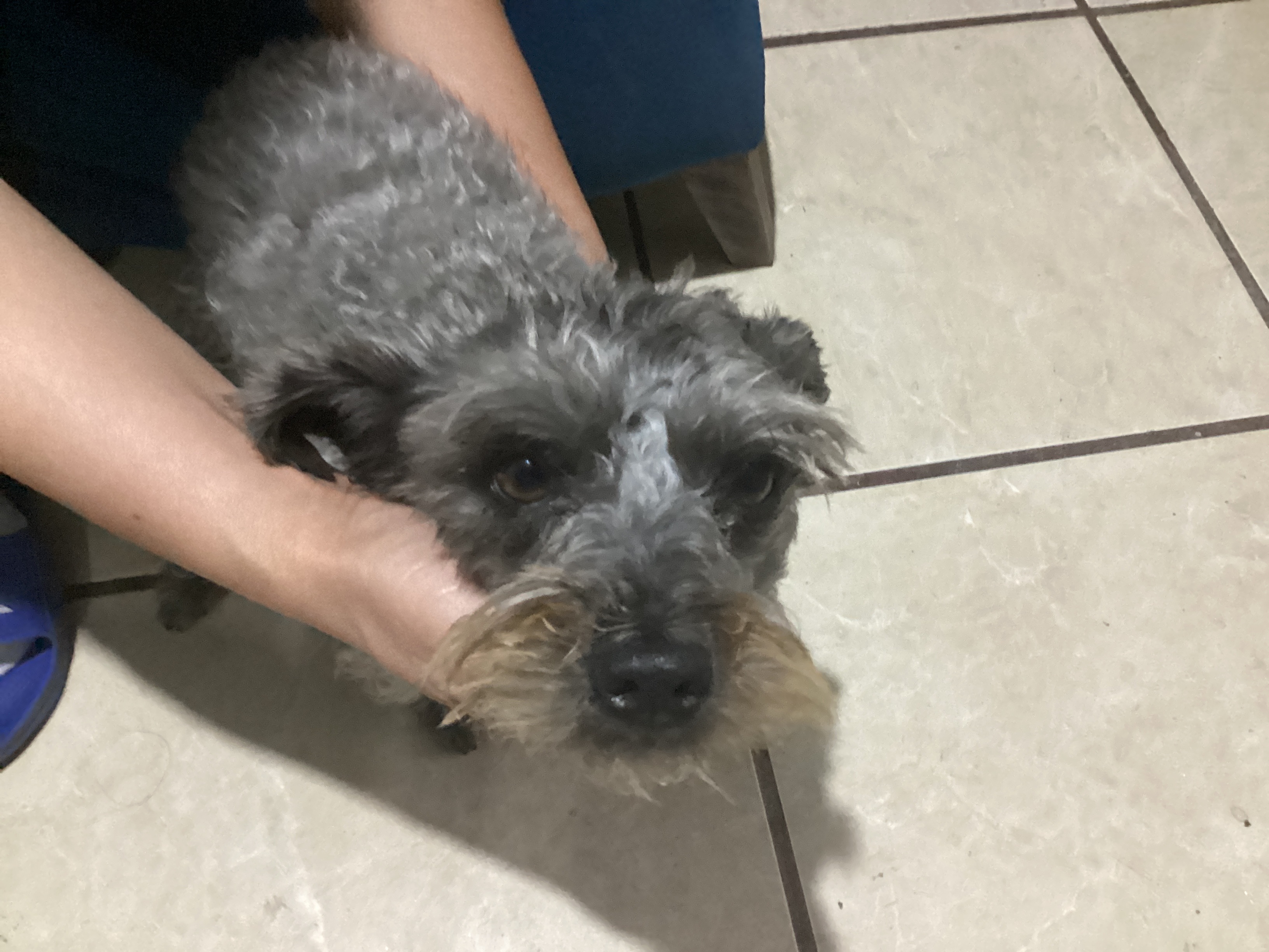 Foto de Morusa con microchip 990000012847587