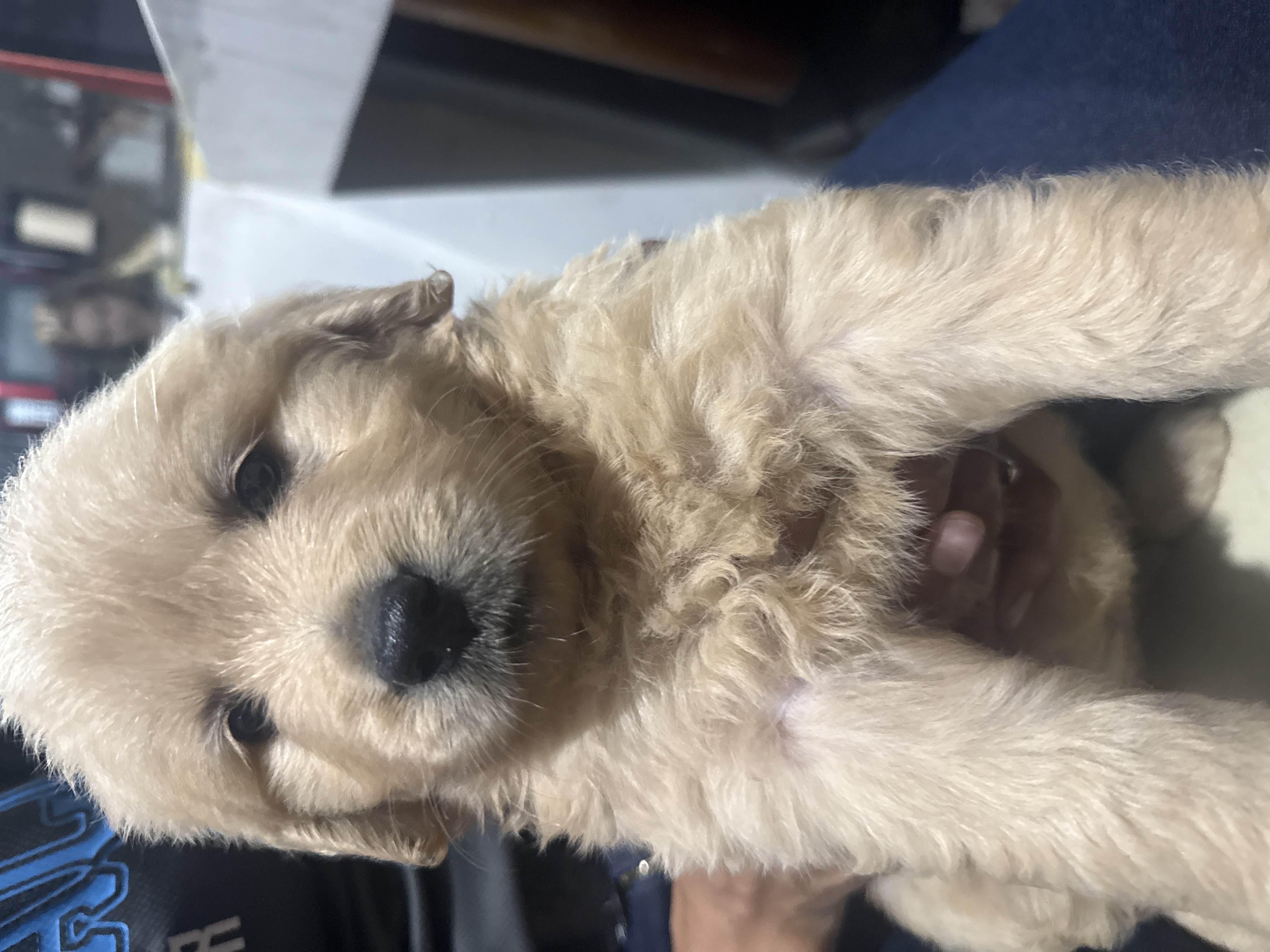 Foto de Sylvie con microchip 990000014778226