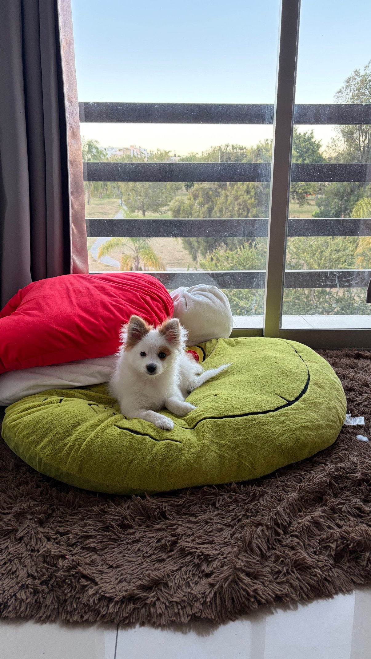 Foto de Yuki con microchip 990000014163873