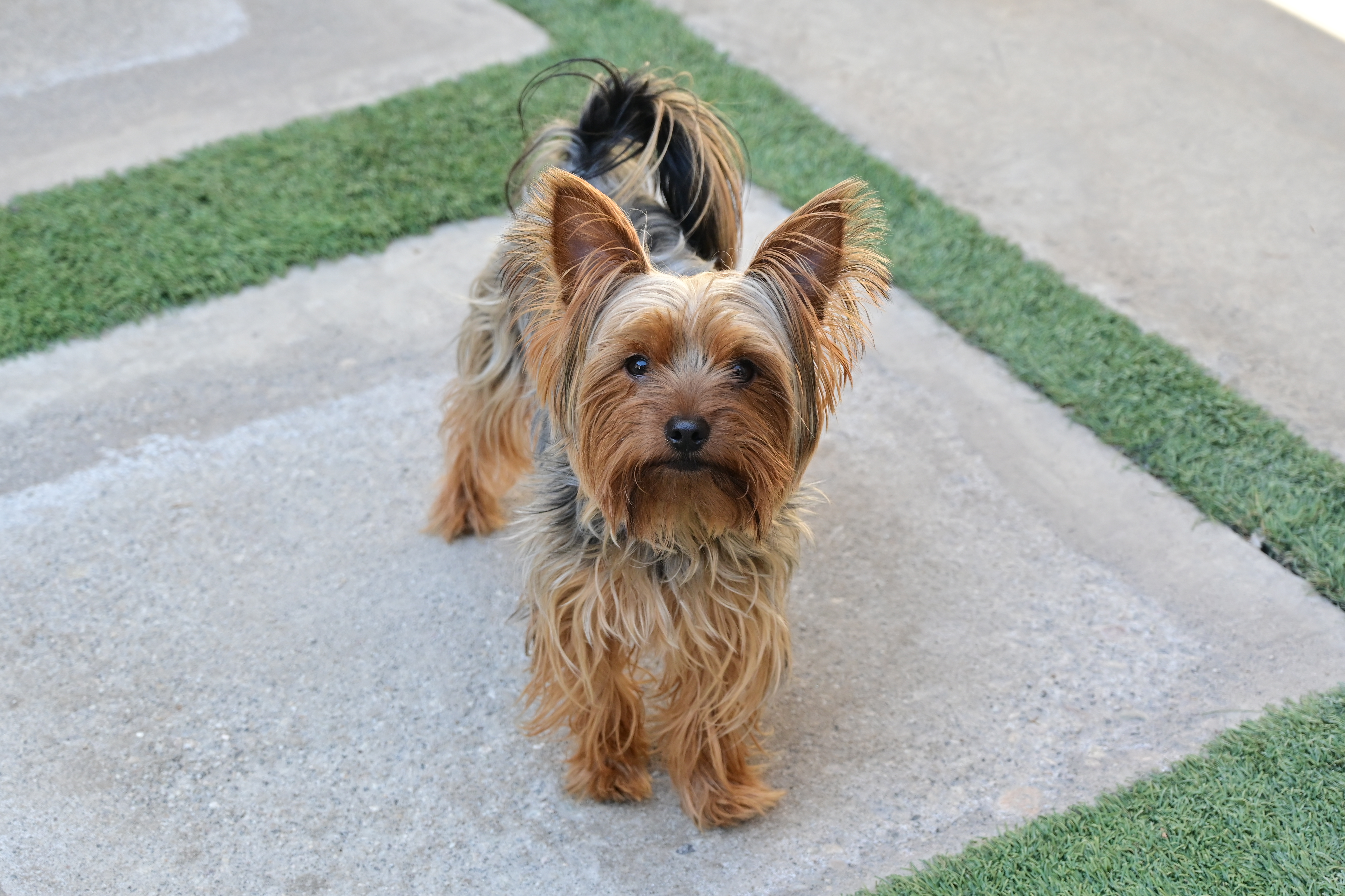 Foto de Tito con microchip 990000014777085