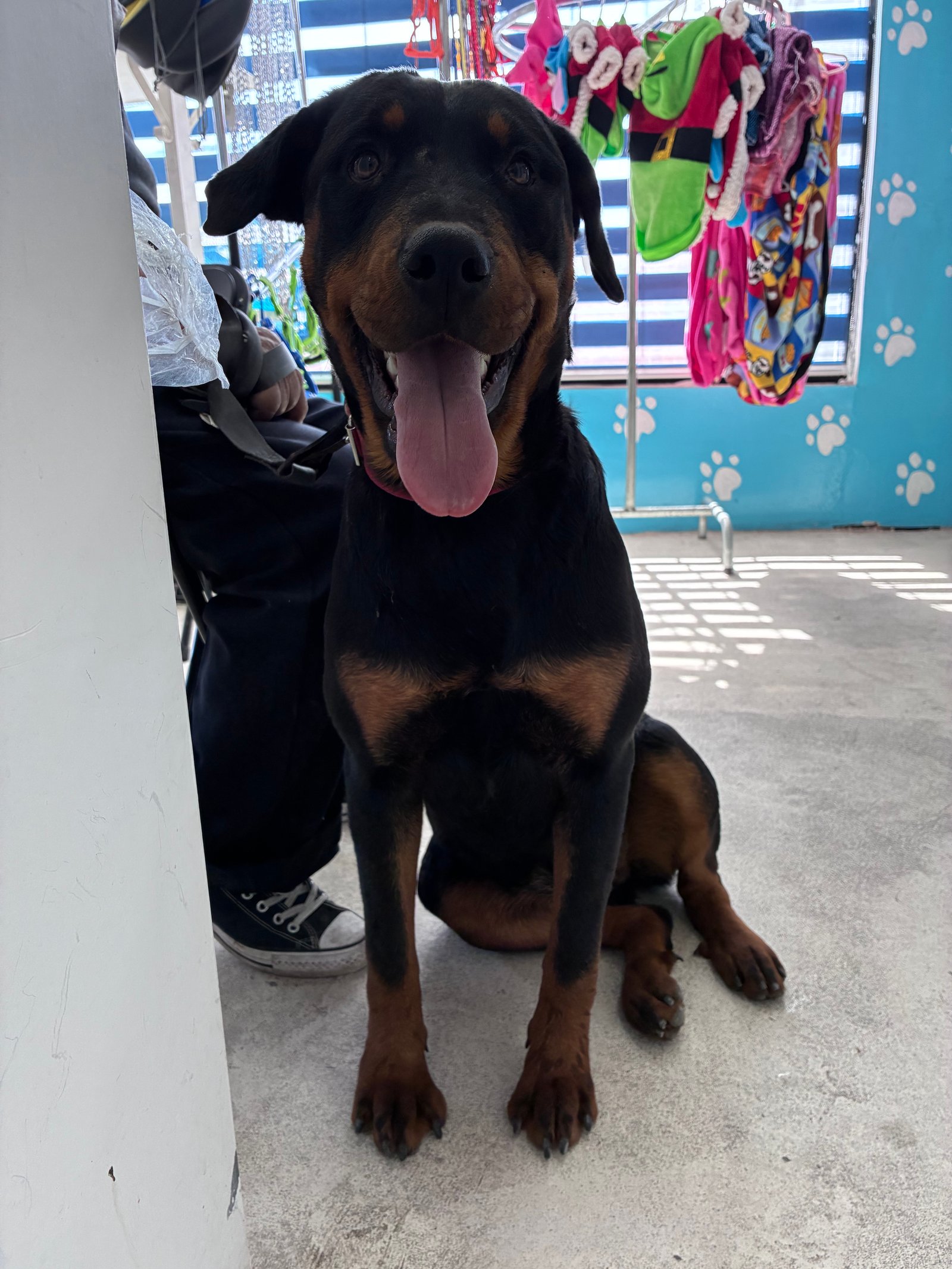 Foto de Kiara con microchip 990000012841457