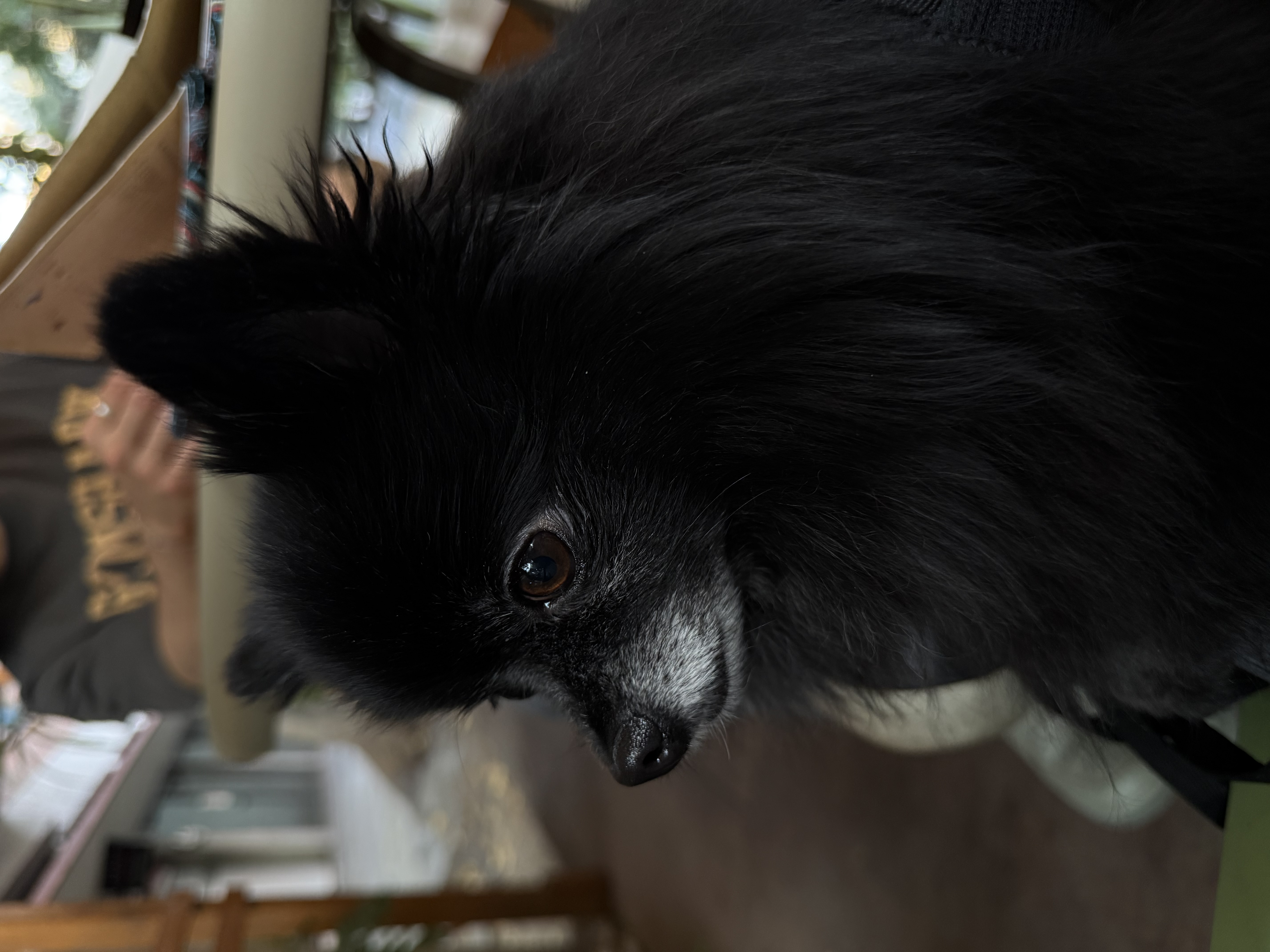 Foto de Noir con microchip 990000012834747