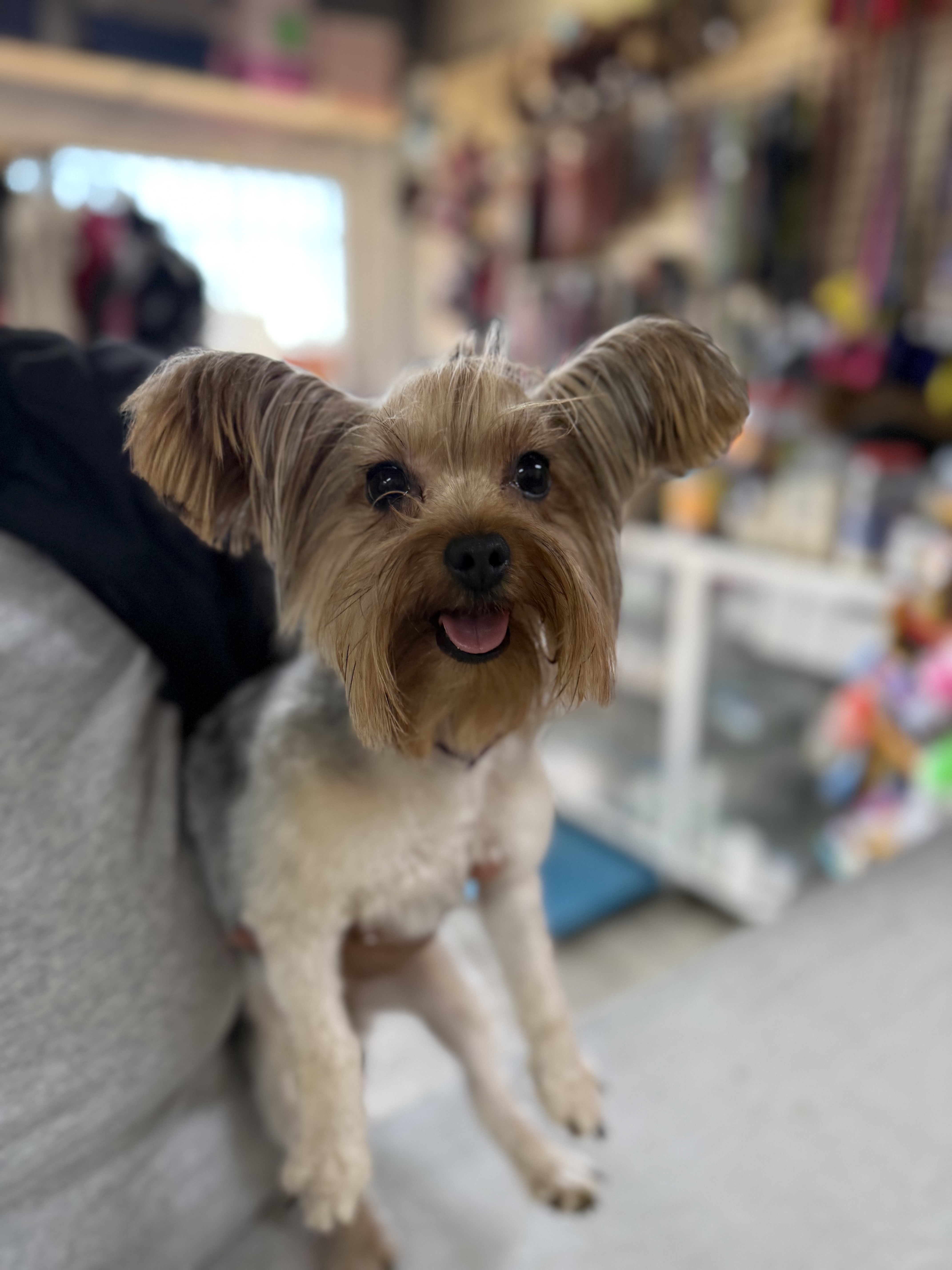 Foto de MIA con microchip 990000014162946
