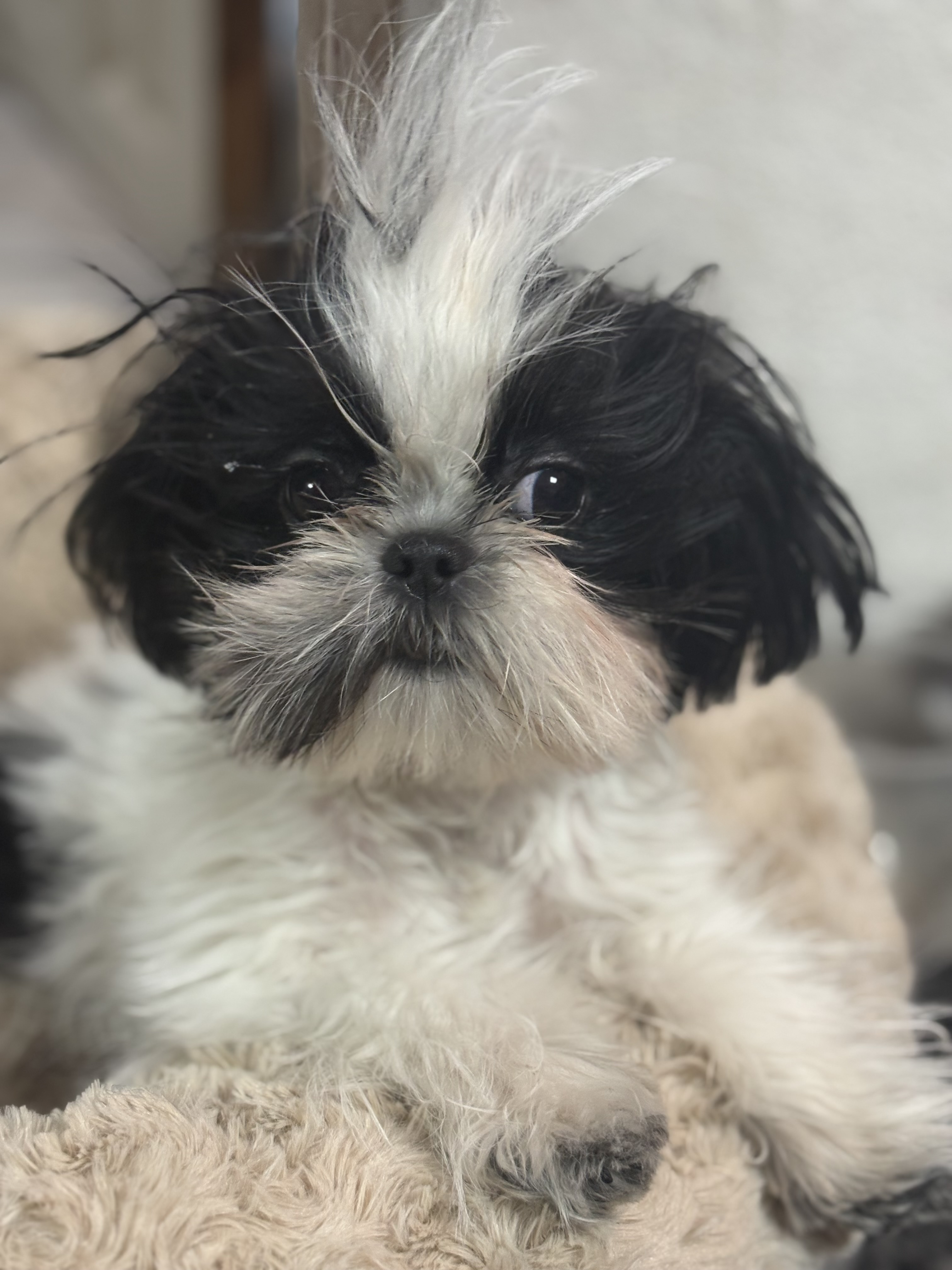Foto de Gigi con microchip 990000014778332