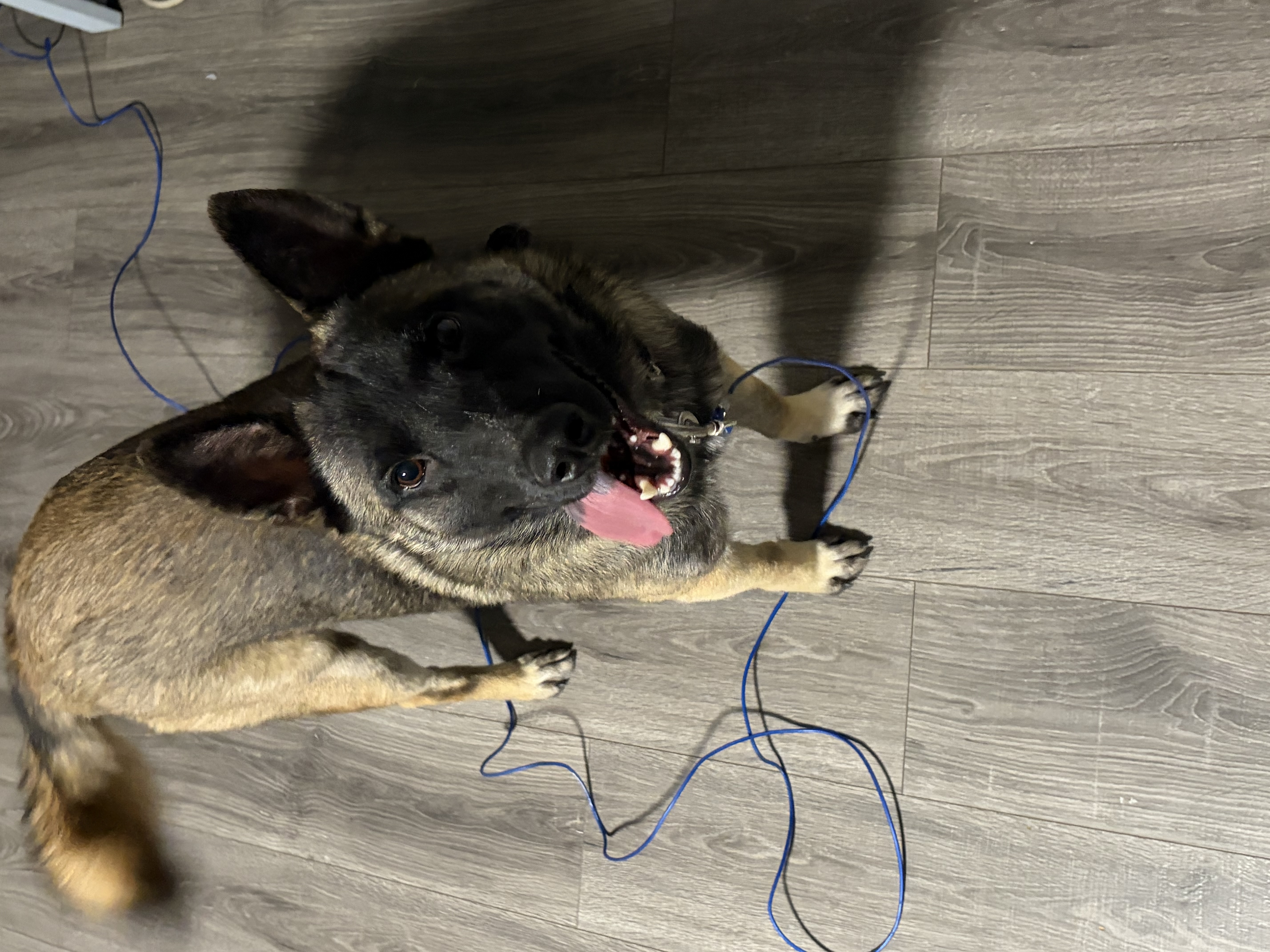Foto de Rocky con microchip 990000012825175