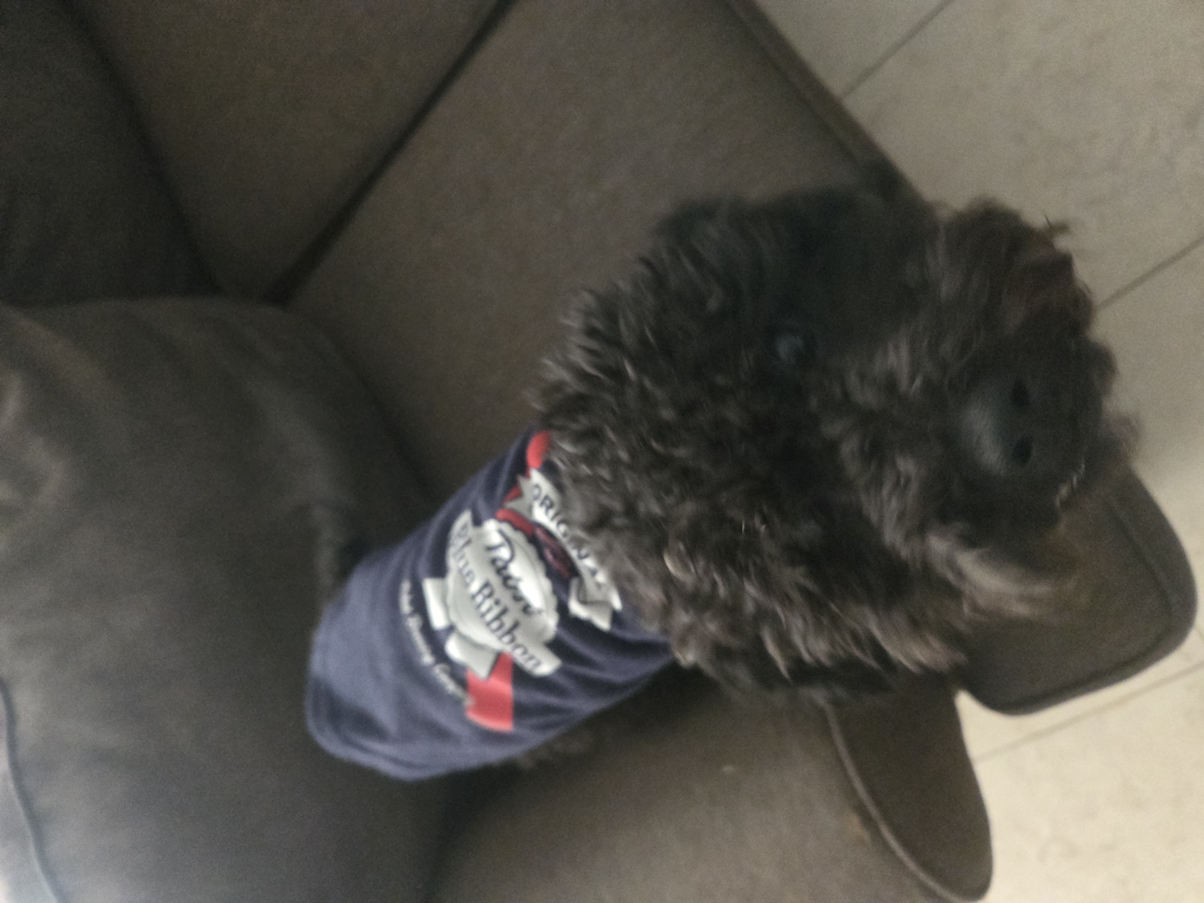 Foto de Teo con microchip 990000014535890