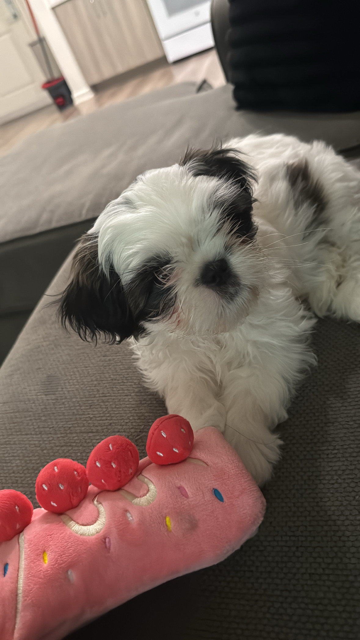 Foto de Gordita con microchip 990000014163392