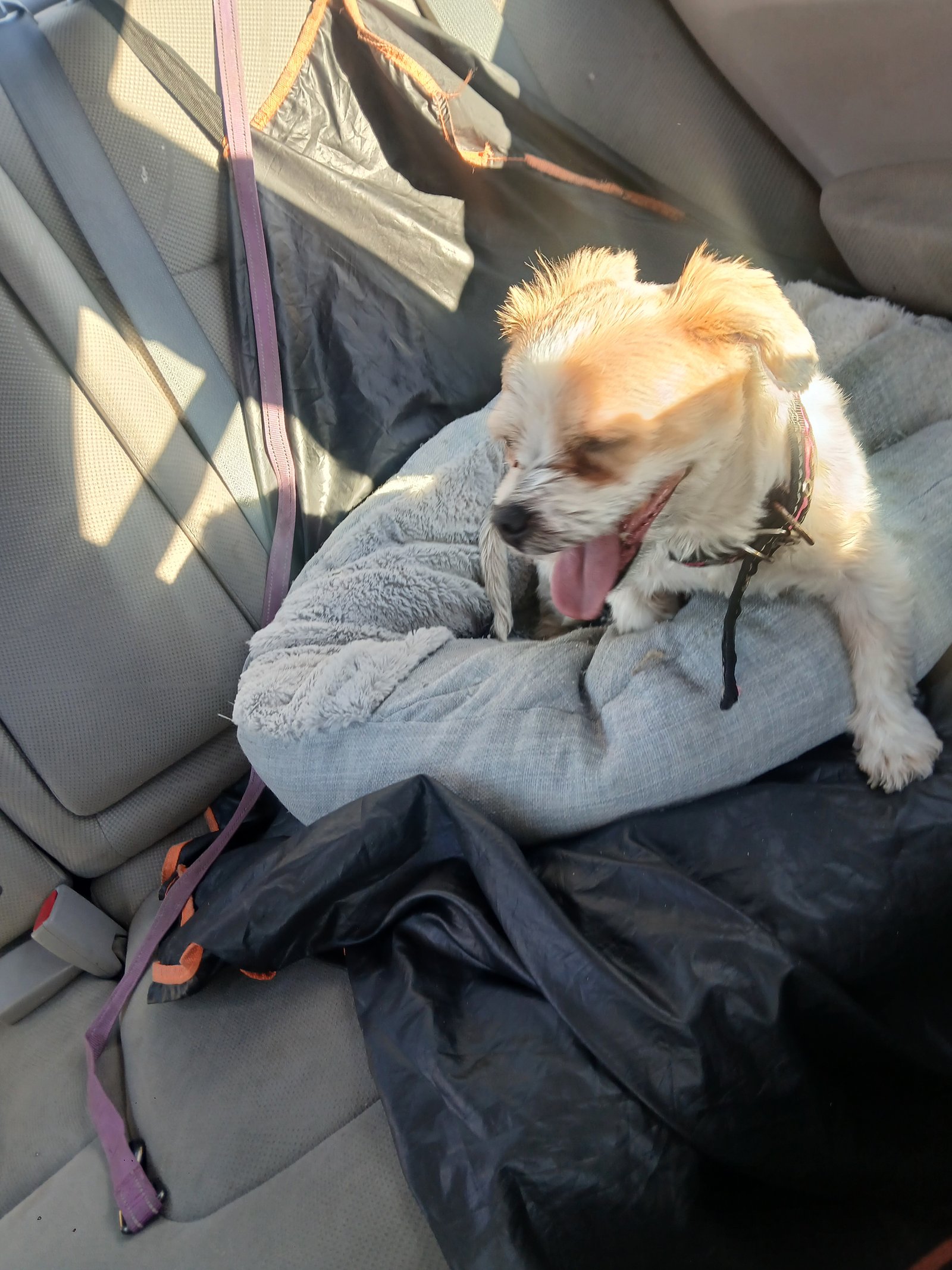 Foto de Daisy con microchip 990000014782879