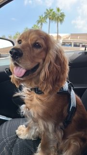 Foto de Peyton con microchip 990000012841014