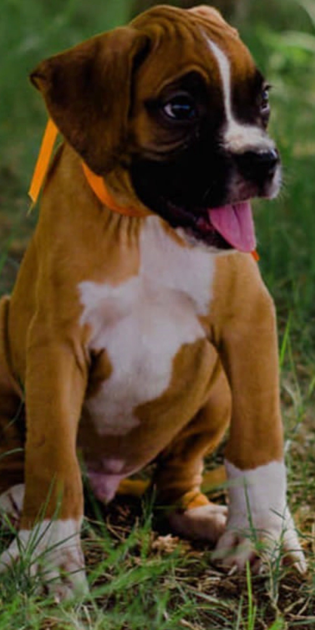 Foto de Bruno con microchip 990000014781408