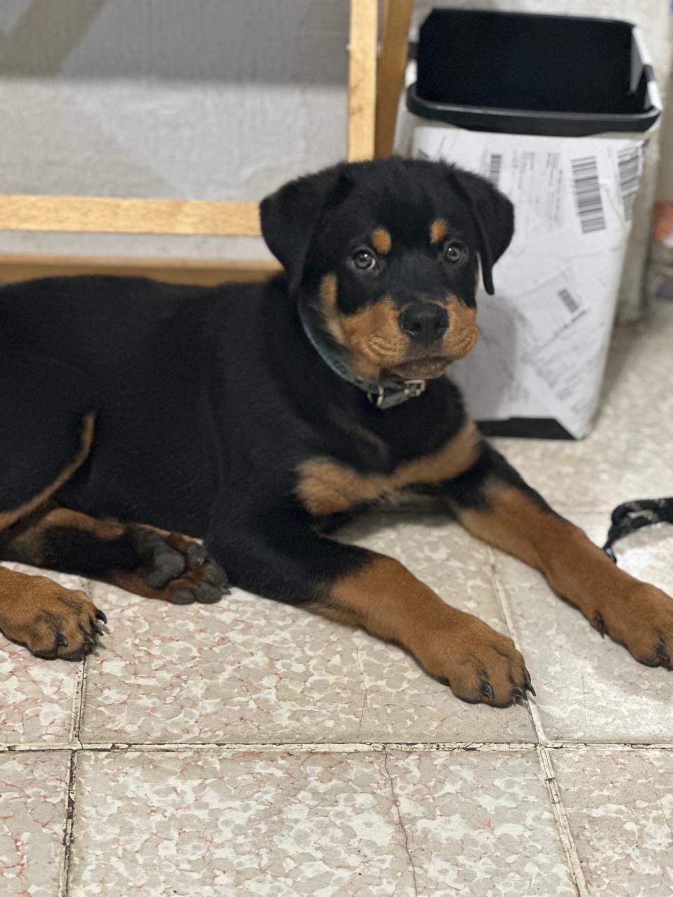 Foto de Conan con microchip 990000014109935