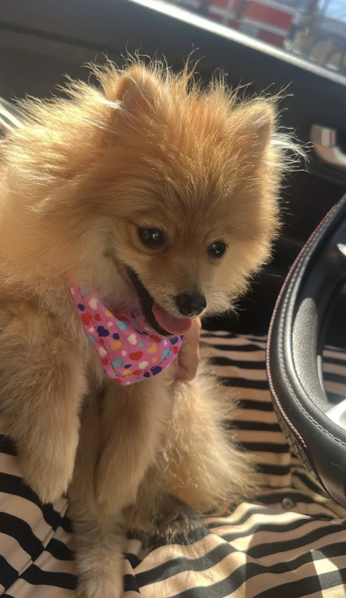 Foto de Nayla con microchip 990000014779680