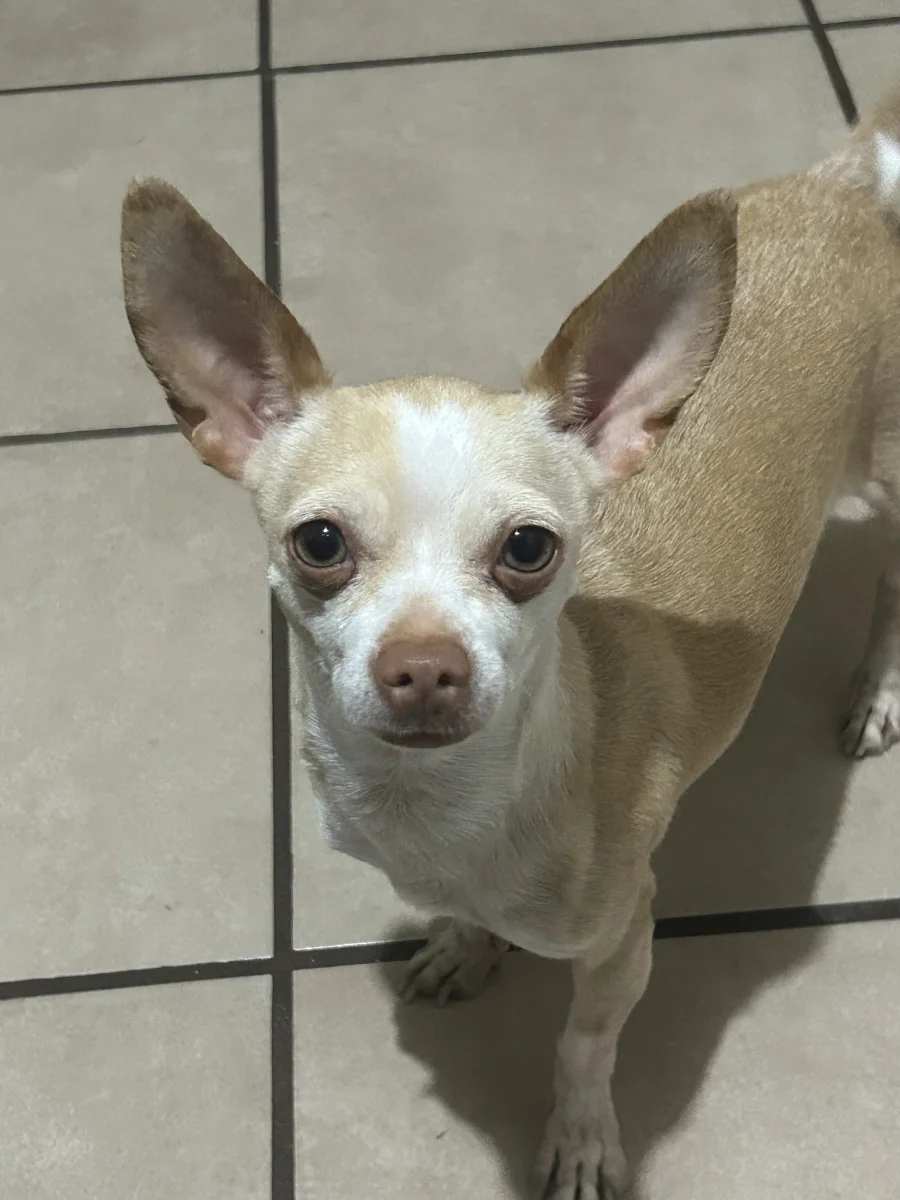 Foto de Dallas con microchip 990000014782070