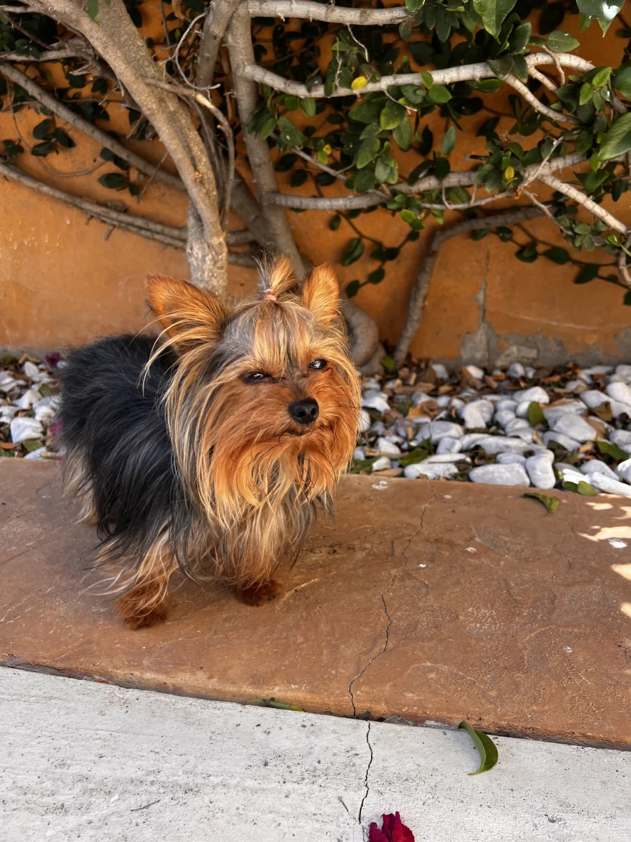 Foto de Pilly-Millie con microchip 990000014775888