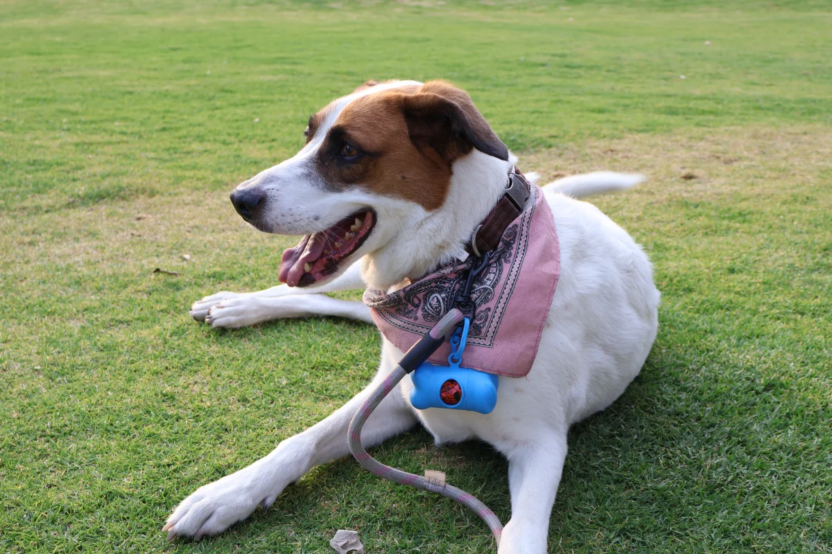 Foto de Ginger con microchip 990000014773715