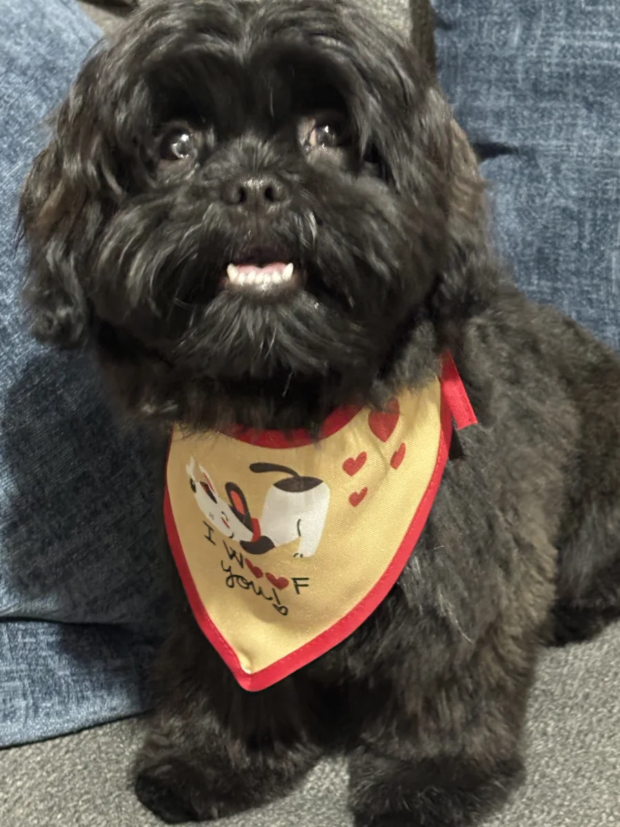 Foto de BRUNO con microchip 990000012844970