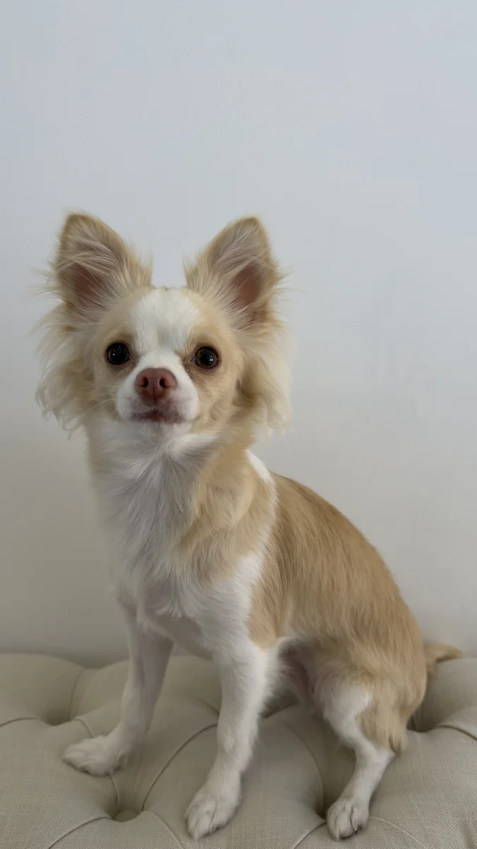 Foto de Isabella con microchip 990000014773357