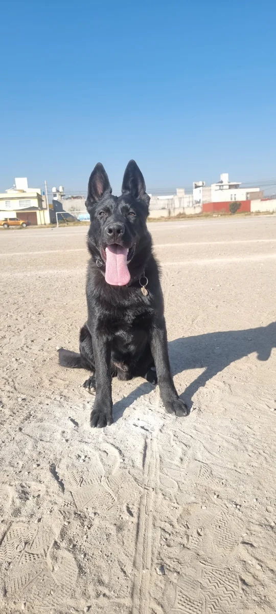 Foto de Furia Garcia Castro con microchip 900233007474399