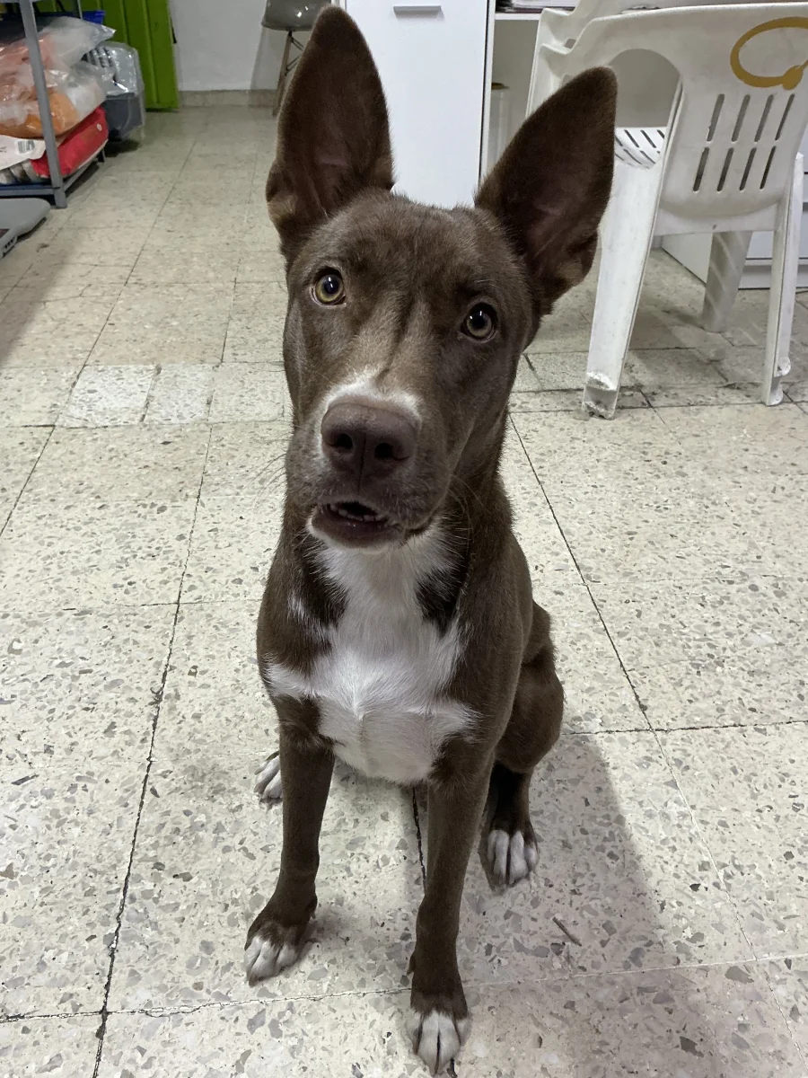 Foto de Kass con microchip 990000014773081