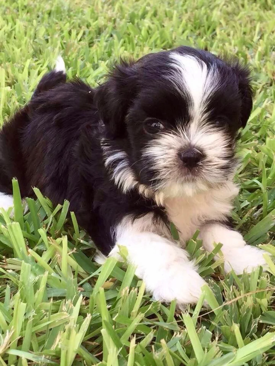 Foto de Molly con microchip 990000012835296