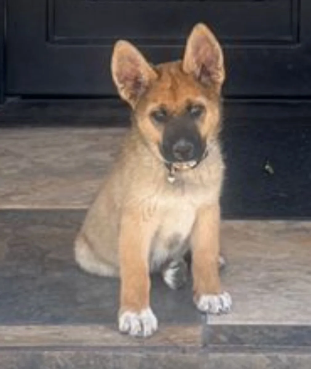 Foto de Porthos con microchip 990000012838775