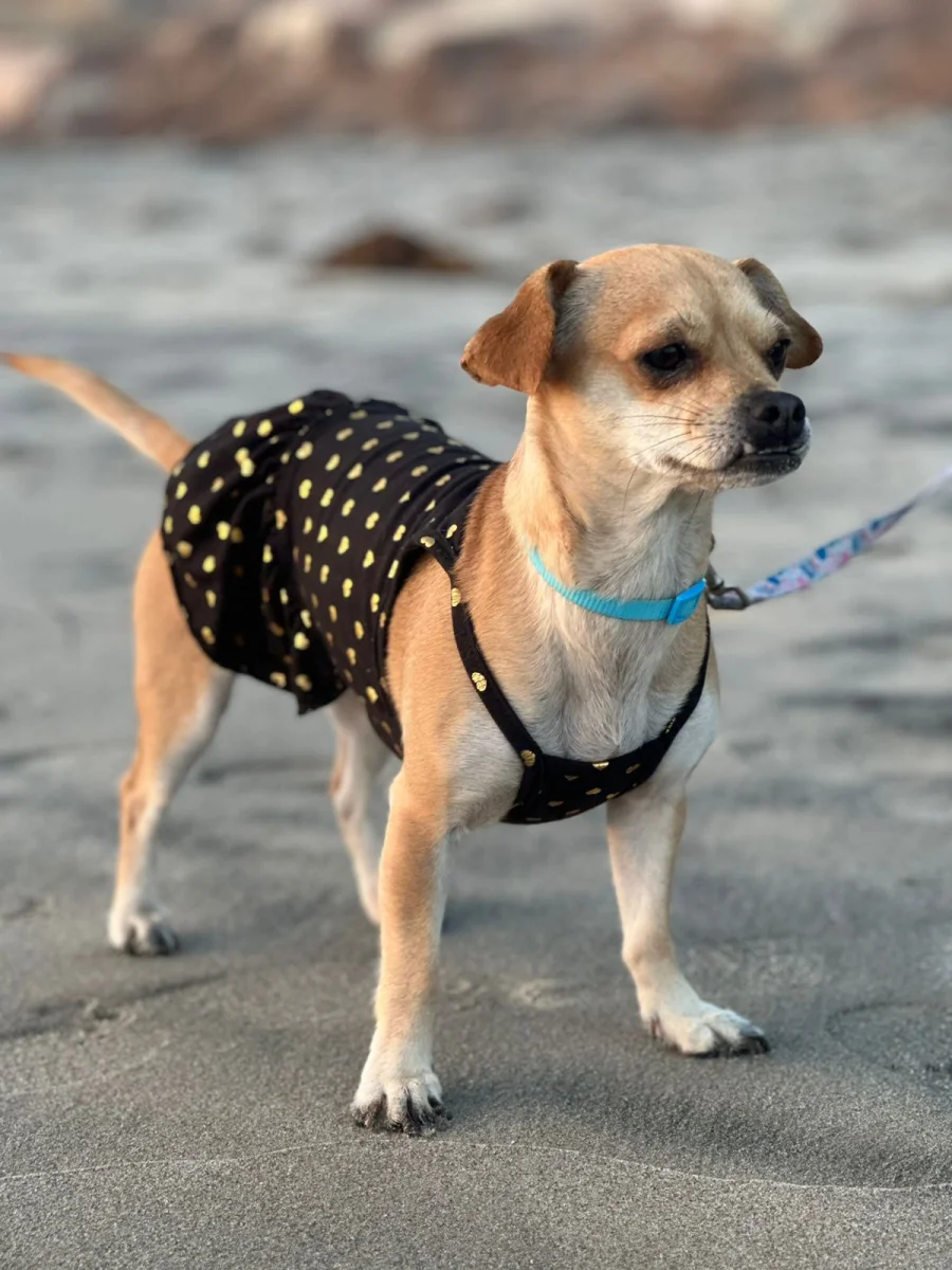 Foto de Kira con microchip 990000012827075