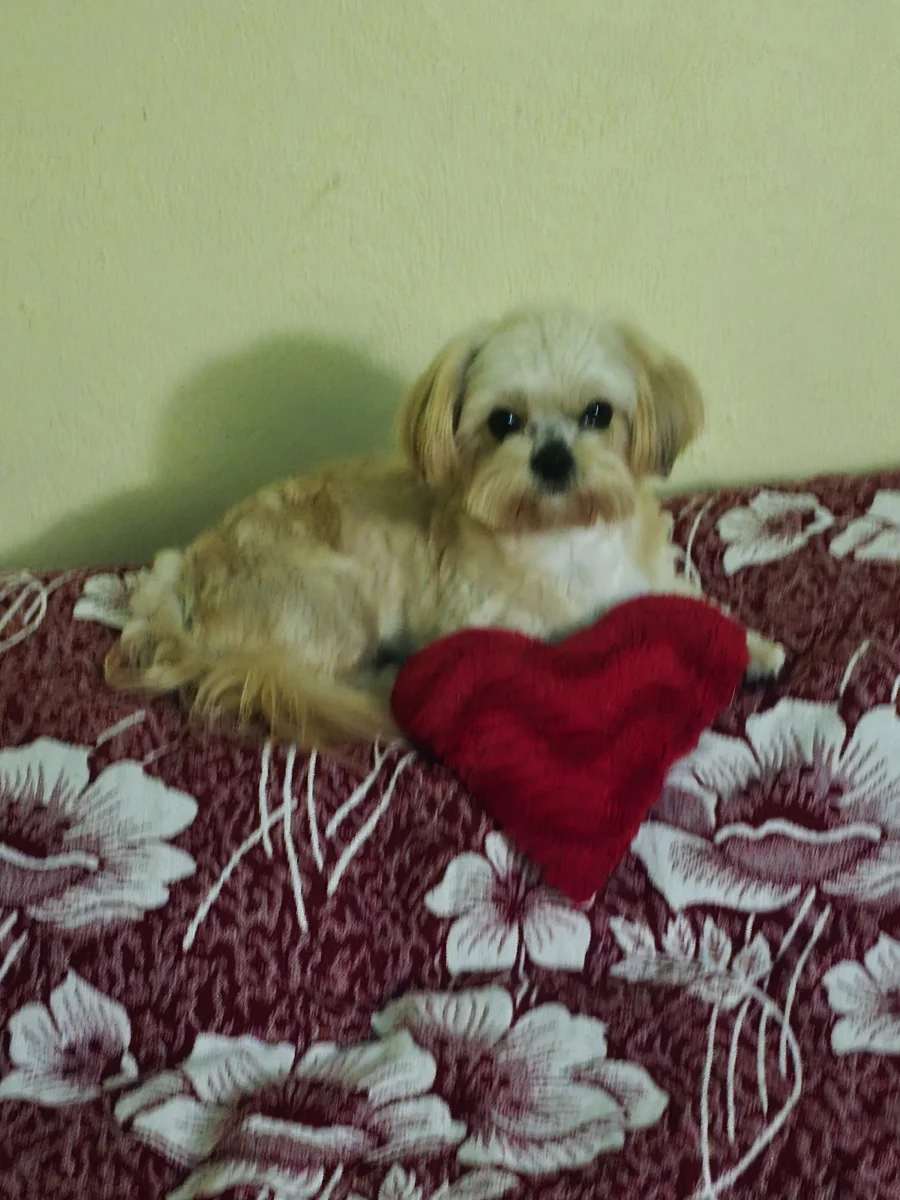 Foto de Kenny con microchip 990000014539936