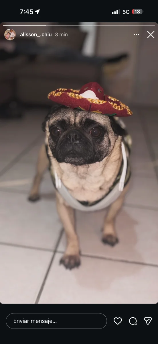 Foto de Lucca con microchip 990000014775837