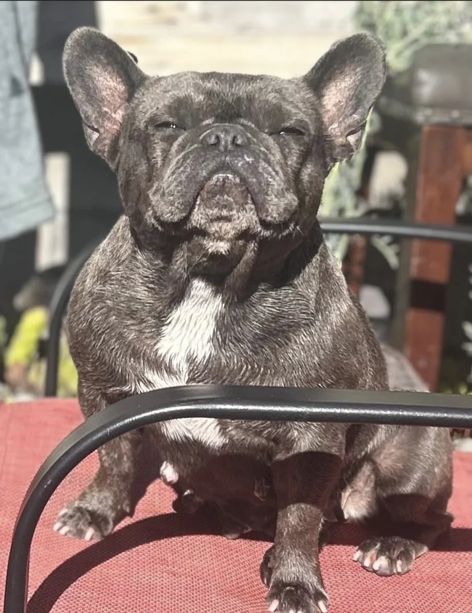 Mascota