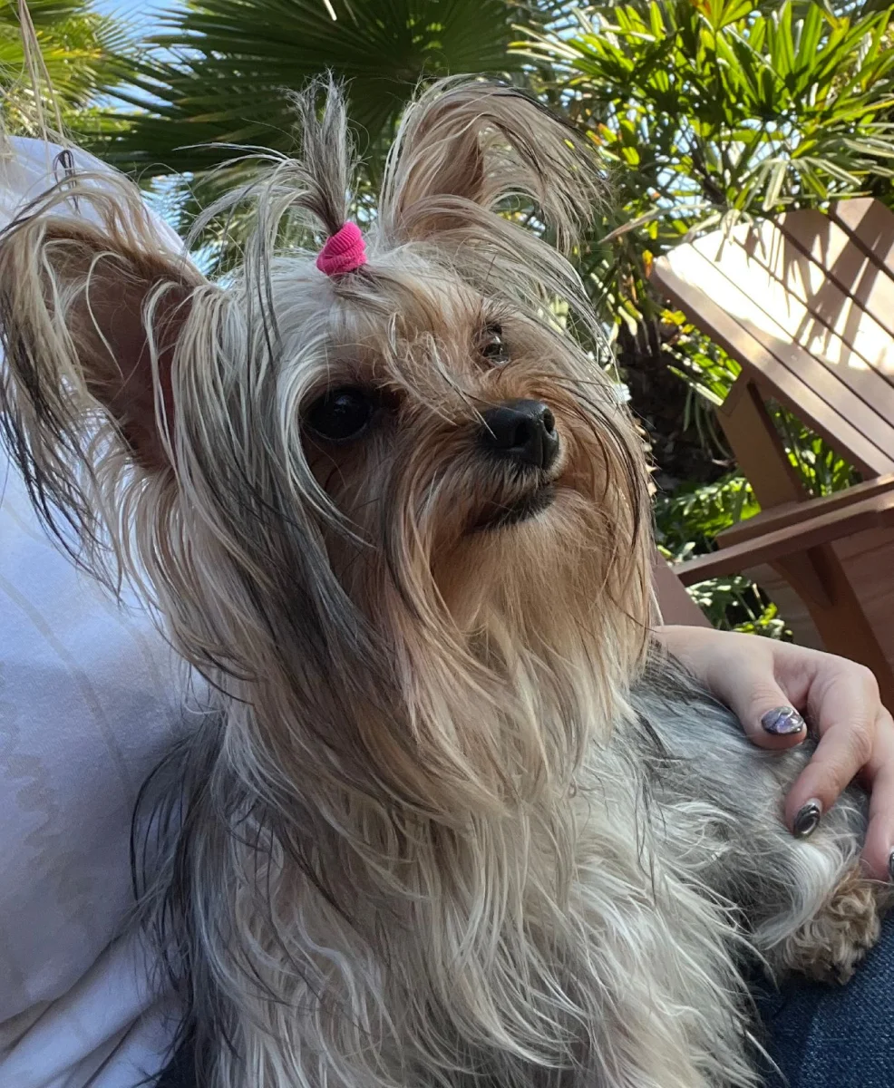 Foto de Chelsea con microchip 990000014781066
